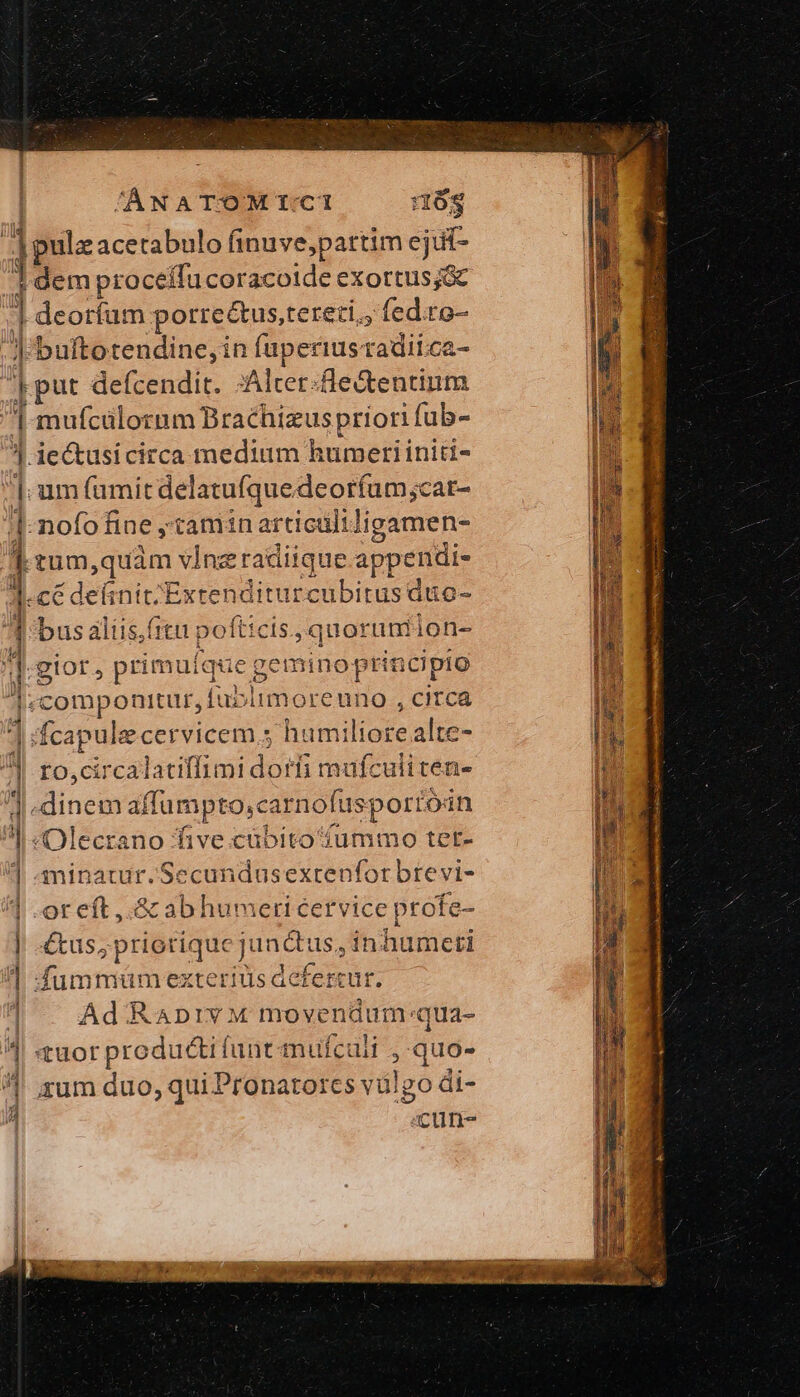 ÁANATOMI:CI 68 ᾿ dem proceffa coracoide exortus;&amp;c ;ledito- Ὶ [batte τ τὴς in | WE tadii.ca- We ]. iectusi circa medium humerii initi- A ἡ nofofi fine tamtn artictiltligamen- j] tum,quàm vin e radiique appendi- cé deinit;/Extenditurcubitus duo- bus alíis,itu pofticis, quorunr] lon- , 40 lot, primuíque g gemino principio omponttur, fublimoreuno , citcá fcapule cervicem; h: ἀρῆς alte- TO, circalatiffimi dori mufculiten- ἜΡΙΣ affumpto,carnofusport 'o4n o Po) εῷ Fr ^ i ' ^ β οὗ 3 ^ or εἷς. ἃς ab humeri cervice profe- | 4tus,priotiquc o ae | fummümexteriüs defercur αἱ ἢ Ad RaAprvM move nüum-:qua-