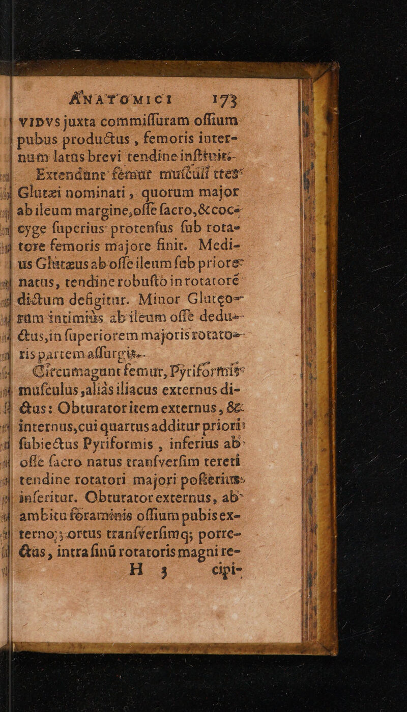 | ÁNATOWMICI 175 | vipvs juxta commiffuram offium: pubus productus , femoris intere num latas brevi tendine infituiez- ἢ abileum margine,offe facro, &amp; coc« Jt | us G'aceusab offeileum fab priore | natus, tendine robufto intotatoré ἡ didum deligitur. Minor Gluteo- 4 rüm intimis ab ileum offe dedu us,in faperiorem majoris rotato-- rispartemaffureis.. | Gircumaguntfemur, Dyrifortnit | mufculus ,aliàsiliacus externus di- | &amp;us: Obturatoritem externus , &amp;z- internus,cui quartus additur priori: 1 | | i ᾿ 1 mm H sad i ] ἡ 1 1 ^d ᾧ fabie&amp;us Pyriformis , inferius ab: offe facro natus tranfverfim tereti tendine rotatori majori pofterius- inferitar. Obturatorexternus, ab^ ambitu foraminis offium pubis ex- terno; ortus tranífverfimq; porre- &amp;üs , intra finü rotatoris magni re- H 3 4 $ ἢ Ἢ! ορί-