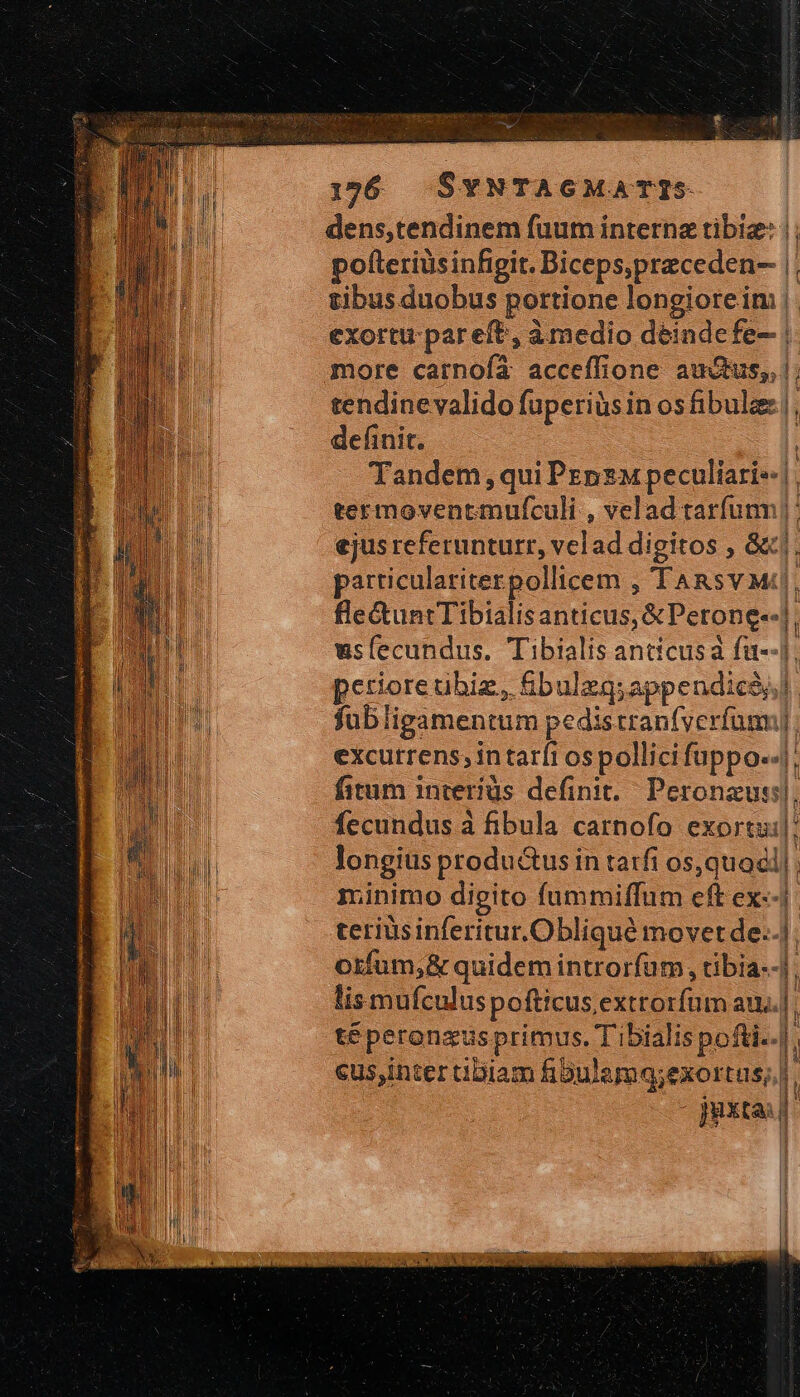 E : - Ἐν 16 SYNTAGMATIS dens,tendinem fuum interna tibiz: |; pofteriüsinfigit. Biceps,preceden- |. tibus duobus portione longioreim |. exortu pareft, àmedio deindefe- | more carnofà acceffione auctus, |; tendine valido fuperiàs in osfibulz |, definit. | Tandem, qui PepzM peculiari |. termoventmufculi , velad tarfumm |: ejus referunturr, velad digitos , G&amp;j. particulariterpollicem , TARsv M, fle&amp;untTibialisanticus, &amp; Perone-«], usfecundus. Tibialis anticusa füu--], perioreubiz., &amp;bulzg;appendicsl fub ligamentum pedistranfycrfum]: excutrens, in tarfi ospollici fuppo-«]: fitum interiüs definit. Peronzus:], fecundus à fibula carnofo exortu]: longius productus in τατῇ os, quocl]; minimo digito fummiffum eft ex--j teriusinferitur.Obliqué movetde..]. orfum;&amp; quidem introrfam, tibia--]. lis mufculus pofticus extrorfum au], té peronzus primus. T'ibialis pofti..| eus,inter tibiam figulamq;exortus;, - jyxta:)