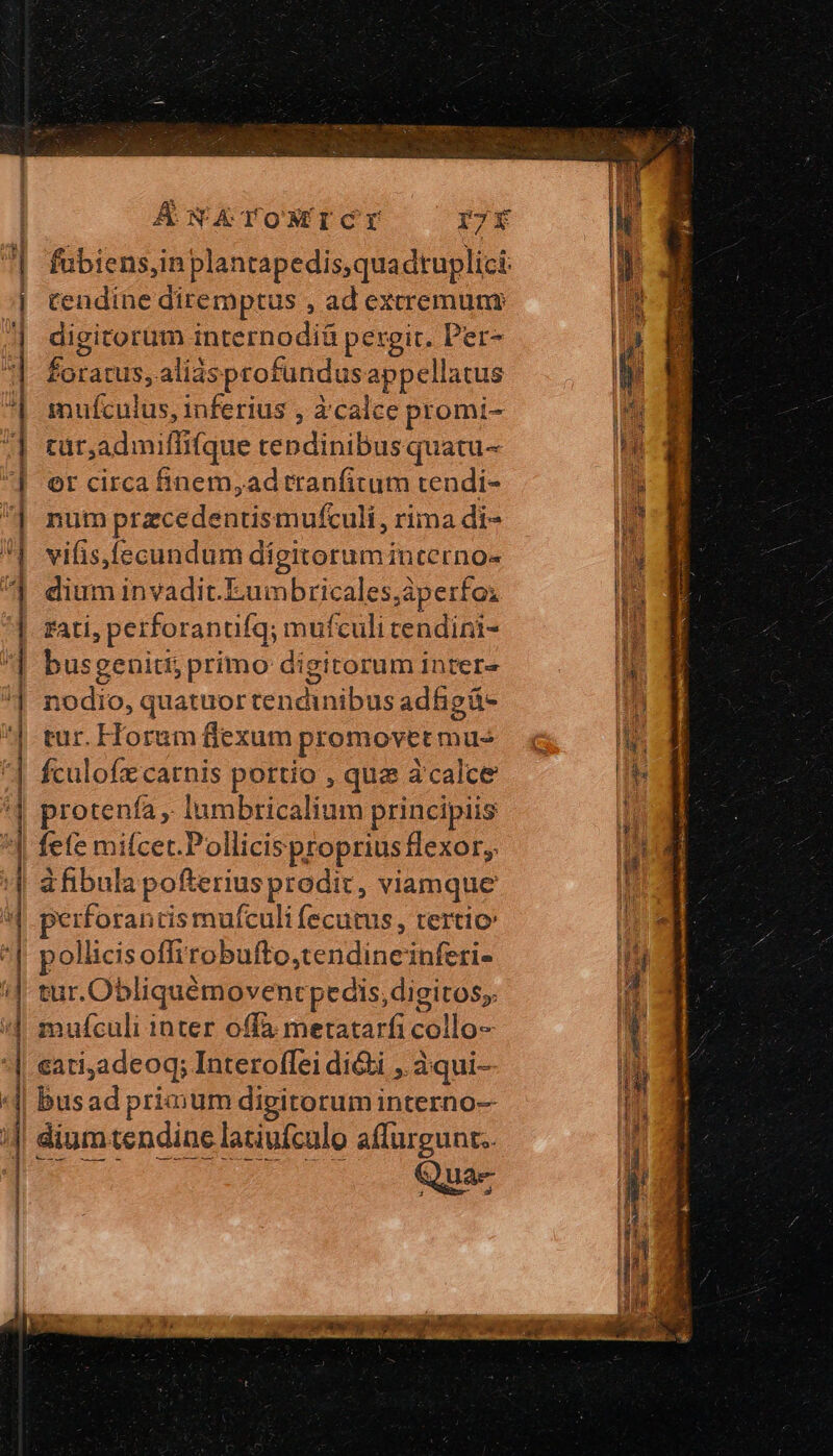 TW à E € ῳ  - k i -Ξ E LR I — ————Ó ü mm t t irt dale eS -— E | AÁNARTOMEICI I71 e tendine diremptus , ad excremum digitorum internodiá pergit. Per- ionis alias profundus appellatus mufculus, inferius , à calce promi- tur,admilffifque tepdinibus quatu- or circa Binem,adtranfitum rendi- num przcedentismufculi, rima di- vifis,fecundum dígitorumincerno- dium invadit.Eumbricales,aperfo: fati, perforanufq; mufculi rendini- busgeniti; primo digitorum inter- nodio, quatuor tendinibus adfigá- tur. Horum flexum promovetmu- fculofzcatnis portio , que àcalce rotenía ,. lumbricalium principiis fete miícet.Pollicis proprius flexor,. afibula pofterius prodit, viamque perforantis mufculi fecutus , tertio pollicisoffirobufto,tendineinferi- tur.Obliquémoventpedis,digitos;. mufculi inter offa metatarfi calio- sati;adeoq; Interoffei dii , àqui- busad primum digitorum interno- dium tendine latiufculo affurgunt.. Qua-