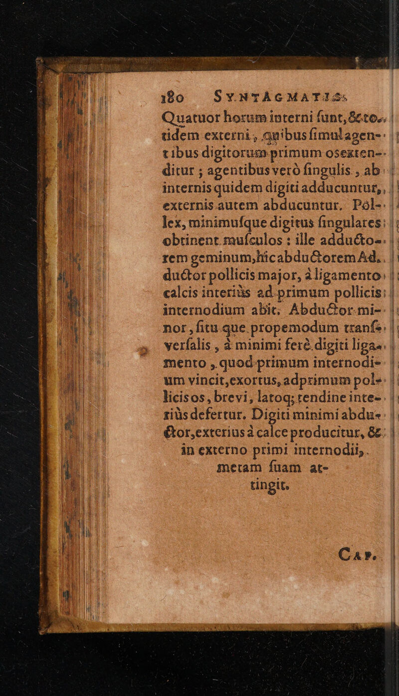 Quatuor horum interni funt, &amp;to., | tidem externi , quibus fimulagen- || tibus digitorum primum osexten-- ditur ; agentibus veró fingulis, ab | internis quidem digiti adducuntur, || externis.autem abducuntur. Pól-. |: lex, minimufque digitus fingulates ; |: obtinent mufculos : ille adducto-. |; rem geminum,hicabdu&amp;oremAd.. |: ductor pollicis major, ἃ ligamento. |: calcis interiàüs ad. primum pollicis: | internodium abit; AbduCor.mi-: ἢ nor fitu. que propemodum tzanfs: || verfalis , à minimi feré.digiti ligas: | mento ,. quod primum internodi- m um vincit,exortus, adprimum pole: || m licisos, brevi, latog; tendine inte- |. ᾿ P n riüs defertur. Digiti minimiabdus || : MNT &amp;or,exteriusa calce producitur, δὲ. | VE inexterno primi internodii,. — | m. | metam fuam at- tingit.