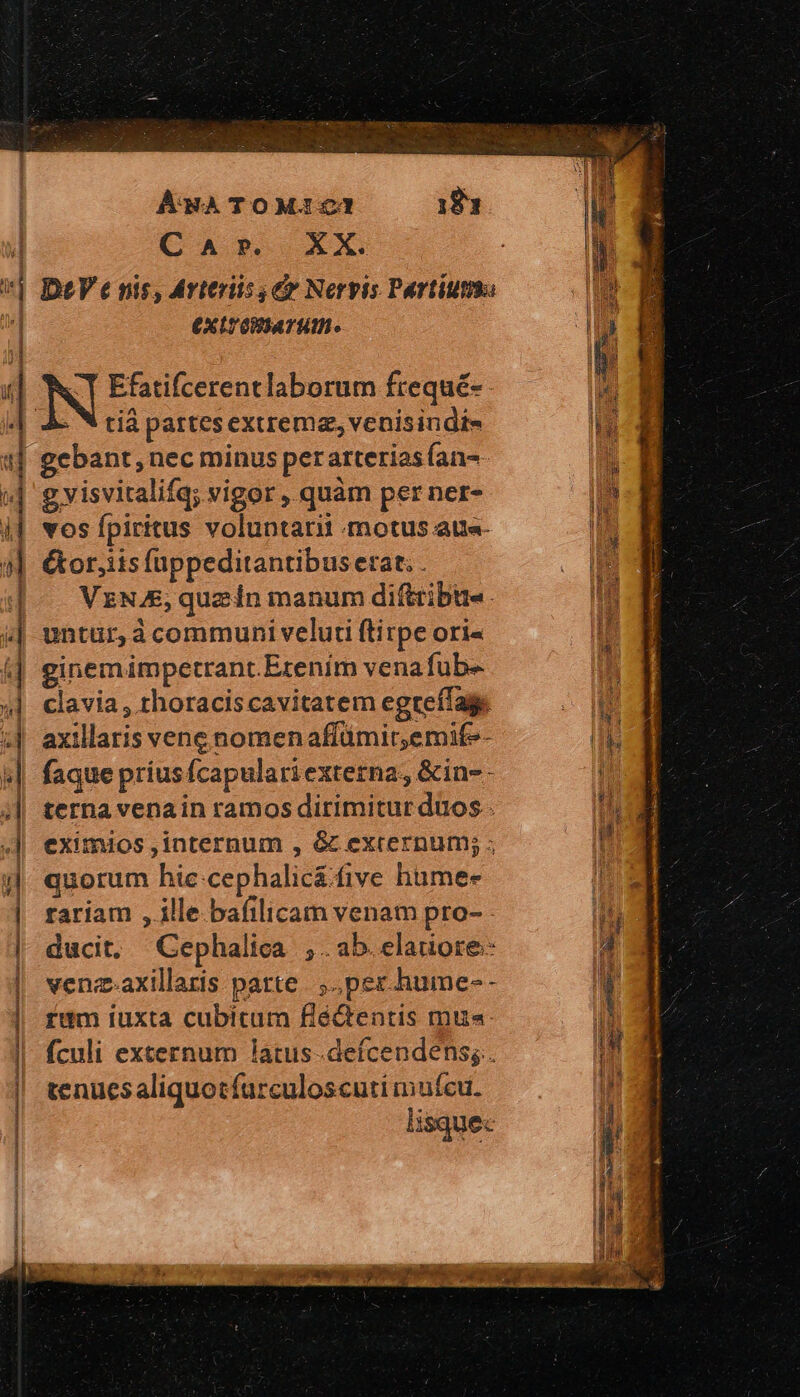 ÁmWATOMI223 i83 1 σαν». XX. v| DDeVe nis, Arteriis, &amp; Nervis Partíuma i Ἢ extromarum. - MN | ᾿ Jj εἾ Efatifcerentlaborum frequé- - A |. &amp;- 8 rid partesextreme, venisindi- Ilo εἴ gebant, nec minus per arterias (an- , i g visvitalifq; vigor , quàm per ner- |» i| vos fpiritus voluptarii motus aue- n 4] €or,iisfuppeditantibus erat. . n | | VzNA&amp;, quzín manum di(tribue. b 4| untur, ἃ communi veluti ftitpe ori« ͵ 4| ginemimpetrant Erením venafub- ^ 4| clavia, rhoraciscavitatem egreffags ΑἹ ι οἱ axillaris vene nomenaffümir,emife- ht 8 faque priusfcapulariexterna, &amp;in-- j | terna venain ramosdirimitur duos I | eximios internum , ὃς excernum; ; H ἢ quorum hie:cephalic&amp;five hümee | rariam , ille bafilicam venam pro- i i | ducit, Cephalica ;.ab.elauore-  | venz.axillaris parte... pez hume-- 1 | rum iuxta cubitum flé&amp;entis mus: nh | fculi externum latus-deícendens; . IM | | tenuesaliquotfurculoscutimufeu. — ᾿ /ca calli ΠΩΣ e en