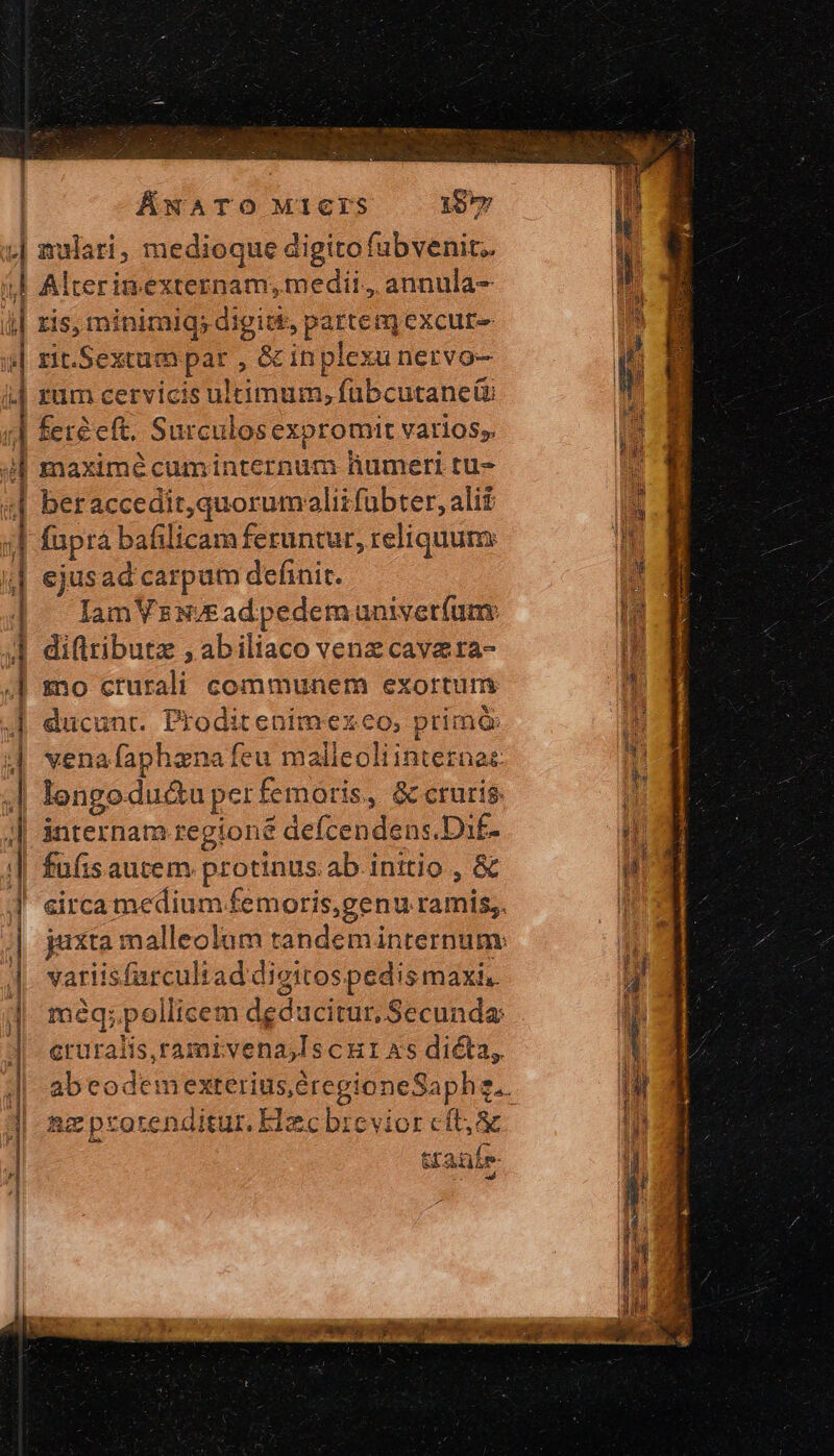 ÁwNATO MI1CIS 16 ris, minimiq; digitt, partem excute rit.Sextum par , &amp; inplexu nervo- rum cervicis ultimum, fubcutaneti ξετὲ εἴς, Surculos expromit varios, maximé cuminternum humeri tu- beraccedit,quorumoaliifubter, alif fupra bafilicam feruntur, reliquum: ejusad carpa definit. Iam VENAE adpedem univetíum: diflributz , abiliaco venz cavara- mo crurali communem exortum ducunr. Proditenimezeo, prima vena faphazna feu malleoliinteraac: longodu&amp;u per femoris, &amp; cruris internam regioné defcendens.Daf- fufis autem. protinus.ab initio , &amp; vatis furculiad digitospedismaxi.. eruralis,ramrvena,IscHI xs dicta, ax protenditur. Elec brevior cft; ἃς Ded E taie «9