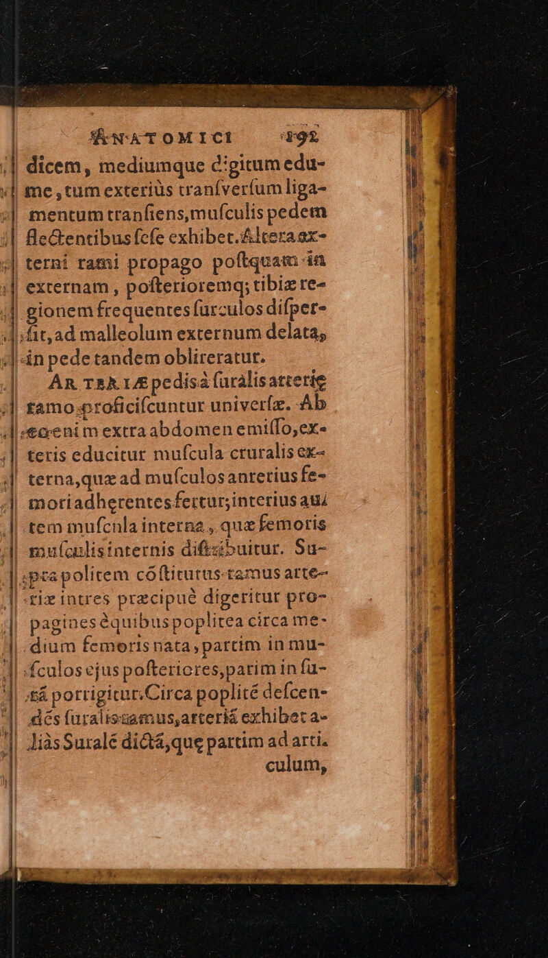 VÉNATOMICI 92 dicem, mediumque d:gitum edu- ἢ je] ΠῚ Ir : ε | E ! ll^ mentum tranfiens,mufculis pedem fleGentibusífcfe exhibet. Altera ex- terni rami propago poftquam dn externam , pofterioremq; tibiz re- gionem frequentes furculos difper- fit, ad malleolum externum delata; An T2A LA pedisa furalisatterie tamo.oroficifcuntur univerfa. Ab teris educitur mufcula cruralis ex- terna,qua ad muículosantetius fe- motiadherentesfertur;interius aud muículisinternis diftzibuitur. Su- pagines équibus poplitea circa me- dés furalissamus;arteriá exhibet a- JiàsSuralé dictaque partim ad arti culum,