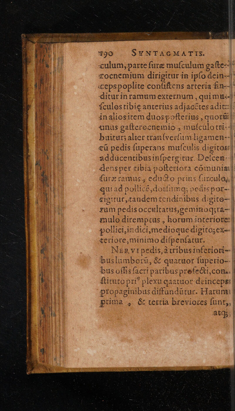 VPE LET τὸ | SYNTAGMATIS. culos ribie anterius adjaactes adit: buitur; alter tran(verífum ligamen--] τῇ pedis faperans monte. digito] furz ramus, edu&amp;o ido furculoy, qui ad pollic :é,dotíumq; pedispor- £igttut,t CRUCE DE digite- ram pedis occultatusgeminoq .18- teriore,minimo d lifgenfatur. uatuor fuperio- bus G We is ue S ibus prefecti,cona ftirut 1 plexi ugaatuor deinceps τ: --οὐὐννα τσ A on