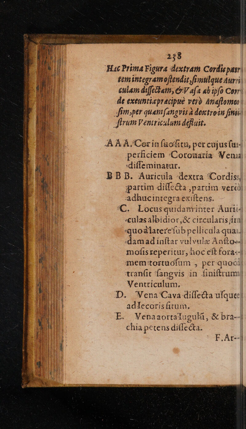 temintegramoftendit fimtlque Auri £ulam diffecbatmn, CV afa ab ipfo Con de exeuntiapracipue veró Anaflomoi| firm;per quamfangvis à destron fimi JfirumVentriculum deftuit. perficiem 'Coronaría Wen] diffeminatar. BB B. Auricula :dextra Cordis; partim diffe&amp;a ,partim verc) adhucintegra exiftens. (C. Locusquidanrinter Auri «&amp;ulas albidior,&amp; circularis dira) :quoalaterefub pellicala qua: damad inftar vulvuls Antto--| mofis reperitur, hoc eft fora--] mem:tortuofum , per quoci| tranfit fangvis in finiftrum Ventriculum. | D. Vena Cava diffe&amp;ta ufque:| adIecoris (itum. | E. VWenaaortatugulà, &amp; bra--| chia petens ditIecta. F.Art-