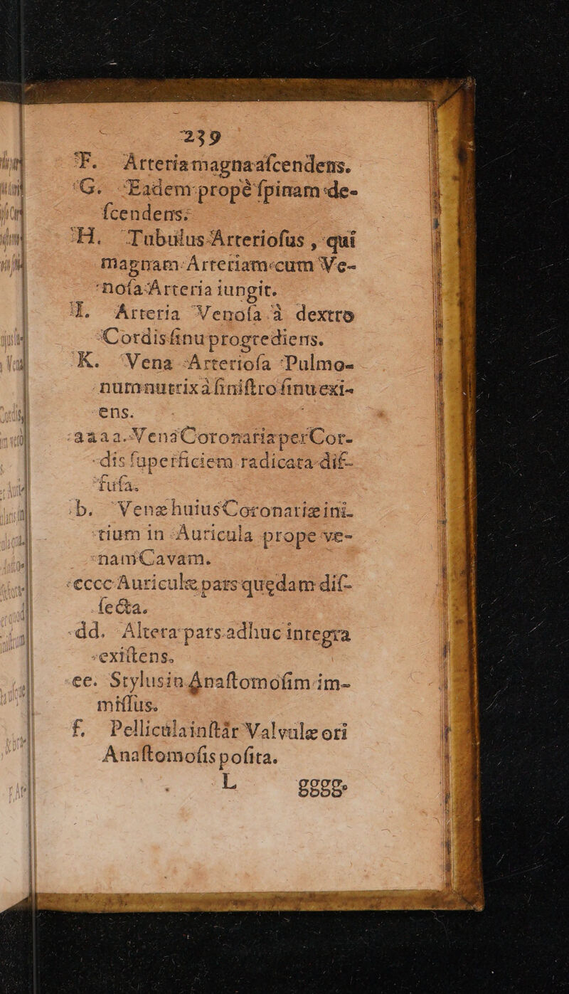 T. Arteria magnaafcendens. 'G. -Eadem:propé fpinam:de- Ícendens. Ἢ, Tubulus Árteriofüus , qui mapnmam-ÁArteriamccum Ve- 'nofaArteria iungit. Cordisfinu progrediems. K. Vena AArterioía Pulmo- nummnutrixafiniftro inuexi- ens. a-VenaáCCoronariaperCor- 3432: 4e far ; e !1 ^ 28 -disíaperficiem radicata-di£- Coo i ililà. b. VenzhuiusCoronarizini. tium 1n -Auricula prope ve- namQCavam. fea. dd. Altera patsadhuc Integra exittens. ee. Stylusin. Ánaftomofim im- miffus. f, Pellicalainftir Valvuleori Anaftomofis pofita. L g88g