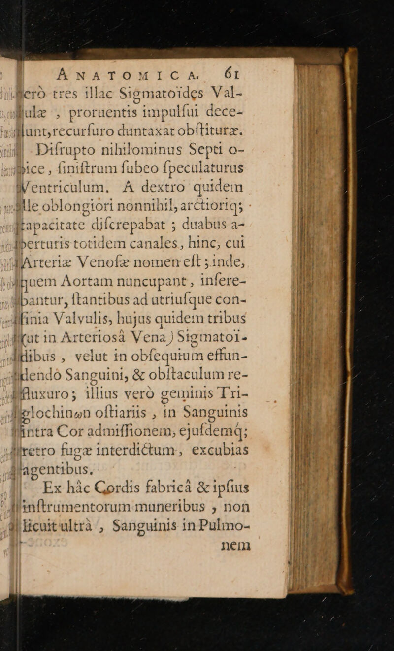 ÁNATOMICA Ót Bero tres illac Sigmatoides Val- Blulz , proraentis i: en dece- fluntre urfuro dantaxac obflitura. Di 4 nihilominus Septt o- Biice, finiftrum fubeo jns n entricolum. A dextro quid lem lle oblongtori nonniht il; ar&amp;ttortqs pacitate. Alcib ; duabus a- 5 is totidem canales, hinc; cui lArteriez Venofz nomen eft ;1nde, luem Aortam nuncupant iife fe- bantur, [tantibus ad utriufque con- llfinia Valvulis, hujus quidem tribus lilKut 1n Arteri: osa V ena) )Sigmato1- | Alius , velut in obfequium effun- ldendó Sanguini, &amp; obítaculum re- Miluxuro; illius vero geminis Tri- E oftiariis , 1n Sanguinis tra Cor admiffionem, ejufdemq; lilretro fugz interdictum, excubias j agentibus. Ex hác Cordis fabricá &amp; ipfius Ianftrumentorum muneribus , non lHicuitultrà , Sanguinis in Pulmo- nem da AaMyüeÜO. adi —. met RIEN A impen a
