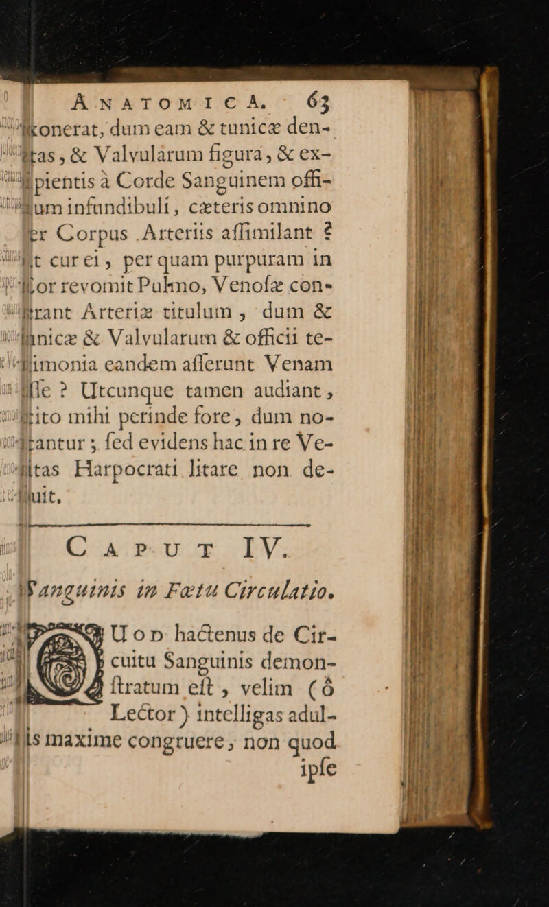 Tikonerat, Fa eam &amp; tunica den- ftas, &amp; Valvularum figura , &amp; ex- Mpientis à Corde Sanguinem offi- ium infundibuli, cxteris omnino Pr Corpus Arteriis affimilant ? Mt curei, perquam purpuram in ^E orrevomit Palo, Venofz con» üBrant Árteriz titulum , dum &amp; !Aintcae à A Valvularum &amp; officii te- imonia eandem afferunt Venam Ile ? oris tamen audtant , dito mih! perinde fore, dum no- Itantur 5 fed evidens hac in re Ve- ditas Harpocrati litare. non. de- iuit, C A.P-U T IV. Wanguimis im Fatu Circulatio. U on hactenus de Cir- cuitu Sanguinis demon- ftratum eft , velim. (Ó Lector ) 1ntel] 1gas adul- !!ls maxime congruere ; non quod ipfe