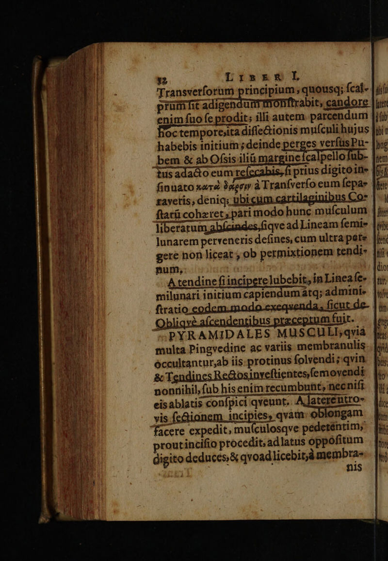 12 L IS &amp;£E LA Transverforum rincipium ; quousq; fcal- prüm fit adigendummont. abit; candore enim fuo (e prodit; illi autem parcendum fioc tempore;ita difíe&amp;ionis muículi hujus |y habebis initiuin ; deinde perges verfüsPu- bem &amp; ab Ofsis iliü mar ine calpeild fub- tus adacto eum re is, fi prius digito in» finuato xer&amp; Juge à Traníverfo eum fepae gavetis, deniq: ubi | d ftarü cohzret; pari modo hunc mufculum | liberatum abíeindes.fiqve ad Lineam femie 1i lunarem perveneris defines, cum ultra pere. | gere hon liceat ; ob permixtionem tendi- |i num, — A tendine fiinciperelubebit, in Lineafee [ ibus m fuit. PYRAMIDALES MüSCULEqviá multa Pingvedine ac vatiis membranulis óccultanturab iis: protinus folvendi ;:qvin &amp; Tendi inveftientesfemovendi nonnihil,fub his enim recumbunt, nec nifi eis ablatis confpici qveunt. vis fc&amp;ionem. incipies, qvam: oblongam facere expedit, mu(culosqve pédeténtim; routincifio procedit; adlatus oppófitum digito deduces qvoad licebit; membra- . N ni$ 