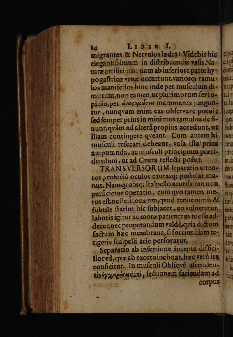 migrantes &amp; Nervulos edes: Videbis hic elegantifsimum in diftribuendis vafis Na- turzartificium:; nam ab inferiore parte hy- pogaftrice veng occurrunt;variosq: tamu- los manifeftoshinc inde per mufculumdi- mittunt,non tamen,ut plurimorum ferto- pinio;per e»esep.eret mammariis jungune: tur.,nunqvam enim eas obfíervare potui; fed (emper priusin minimos ramulos de fi- nunt;qyàm ad alterápropius accedunt, ut illam contingere qveant. Cum. autem hi muf(culi refecari.debeant, vafa. ifta'pritig amputanda, ac mufculi principium praci- dendum, utad Crura reflet pofsit. nus, Namq; absq; ícalpello acutifsimo non tigeris fcalpelli acie perforatur, tissyxeeira dixi, Íc&amp;ionem faciendam ad                                                 torus quipr (iret Unáat ac hii faveri | riamu! princ | tuit 
