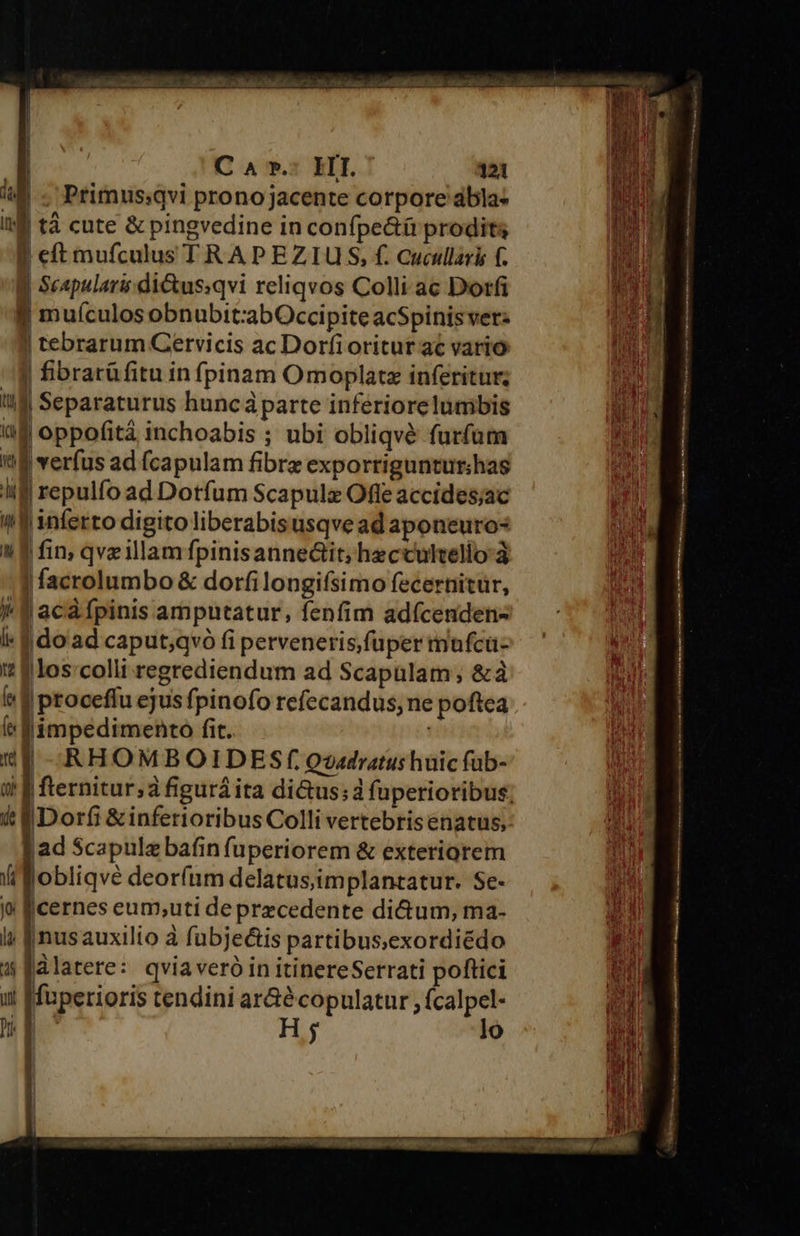                       i | Seapular-di&amp;tus:qvi reliqvos Colli ac Dotfi y muículosobnubit:abOccipiteacSpinisver: | tebrarum Cervicis ac Dorfi oritur ac vario | fibrarüfitu in fpinam Omoplatz inferitur; idi Separaturus huncáparte inferiorelumbis af oppofitá inchoabis ; ubi obliqvé furfam iE verfus ad fcapulam fibre exporriguntur;has E repulfo ad Dotfum Scapulz Offe accides;ac (f inferto digito liberabisusqve ad aponeuro- !! f fin, qvzillam fpinisannedtit; hecculvello à | facrolumbo &amp; dorfilongifsimo fecernitur, ^ f acá fpinis amputatur, fenfim adícenden- i« f ido'ad caput;qvó fi perveneris,fuper tmufca- '? 9 los'colli regrediendum ad Scapülam; &amp;à ' | proceffu ejus fpinofo refecandus, ne poftca t fimpedimento fit. | : RHOMBOIDESfQo»adratus huic füb- |   jad Scapulz bafin fuperiorem &amp; exteriorem iobliqvé deoríum delatusimplantatur. Se- cernes eum,uti de przcedente di&amp;um, ma- [ nusauxilio à fubjectis partibus,exordiédo àlatere: qviaveró in itinereSerrati poftici it f faperioris tendini ar&amp;é copulatur , calpel- |^ H; lo D €ÓÓ 