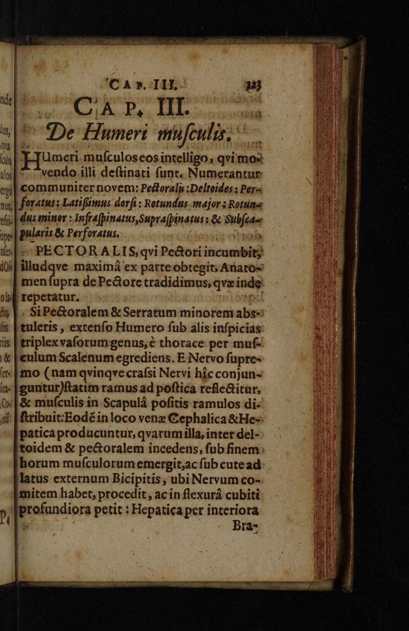 splen Hope p Ht vc o : «De Hunmeri mifculis, . Husei mufculoseos intelligo: qvi mos vendo illi deftinati funt. Numerantur: t | communiter novem: Peclorali ;Deltoides ; Per | foratus: Latifimus dorfi : Rotundus major ; Rotune || dus minor : Infeafpinatus, Suprafpinatus : &amp; Pré pe ularis &amp; Perforatus. ^ PECTORALIS qvi Pe&amp;ori iticuedbit) 0 lilludqve maximá ex parteobtegit; Ariatos menfupra dePeGorctradidimus,qvz inde | repetatur.  'tuleris , extenfo Humerto fub alis infpicias c ewnmbdshens genus,é thorace per muf- tulum Scalenum egrediens. E Netvo fupre- .|mo (nam qvinqvecrafsi Nervi hic conjun- -|guntur)ftatim ramus ad poftica reflc&amp;itur, ;[&amp; mufculis in Scapulà pofitis ramulos di- | |ftribuit:Eodéinloco venz Cephalica &amp;Hes a ecedbeteit qvarumilla, intet del- 'toidem &amp; pe&amp;oralem incedens, fub finem: horum mufculorum emergit;ac füb cutead latus externum Bicipitis, ubiNervum co- jmitem habet, procedit, ac in flexurá cubiti gessdon petit : Hepatica per interiora Bra- 