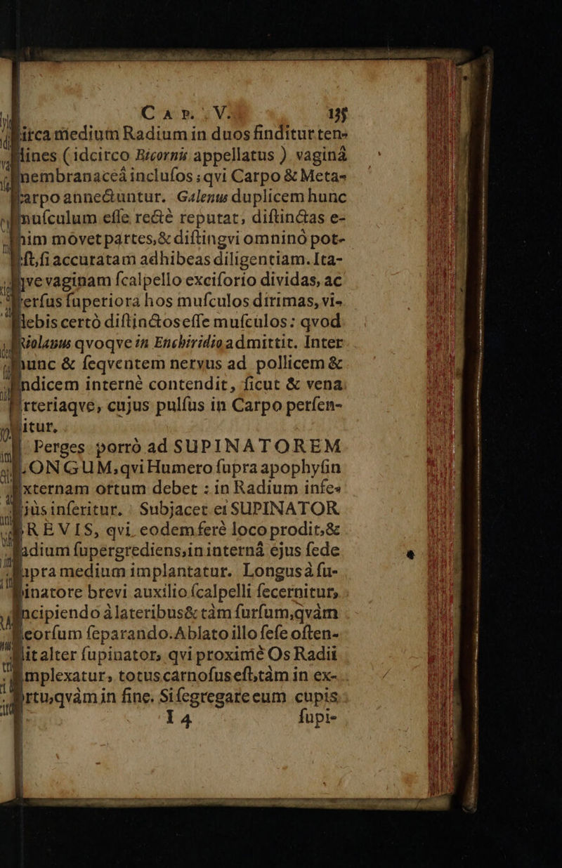 Je mceds xa i REOS UM T ES F Ca M Sat la: 2: onde : dde ihn uu i fus dfe: us dandi -— * / | Car.;V. 155 Kirca niedium Radium in duos finditut ten» Hines (idcirco Bicormi appellatus ) vagina nembranaceá inclufos ; ;qvi Carpo &amp; Meta- Farpoanne&amp;untur. Galenu duplicem hunc T poc effe recté reputat, diftincias e- ilhim movet partes,&amp; diftingvi omnino pot- Wftfiaccuratam adhibeas diligentiam. Ita- ]vevaginam fcalpello exciforio dividas, ac Ee: füperiora hos mufculos dirimas, vi- debis certó diftia&amp;oseffe mufculos: qvod Iuolauu qvoqve in Encbiridio admittit. Inter jfmunc &amp; feqventem nervus ad. pollicem &amp;  Indicem interné contendit, ficut &amp; vena irteriaqve, enjus pulfus in Carpo perfen- miicur. yi. (m YE  ap REVIS, qvi. eodemferé loco prodit,&amp; adium fupergrediens;ininterná ejus fede T Bipra medium implantatur. Longus fu- Binatore brevi auxilio (calpelli fecernitur,.: D cipiendo àlateribus&amp; ctàm furfum,qvàm B eoríum feparando.Ablatoillo fefe often- llitalter fupinators qvi proxime Os Radii Bmplexatur, totus cárnofusefl,tàm in ex- P lrqvamin fine. Sifegregate eum cupis Ü la4 fupi- r pr c p PE pr e T e e - ui 