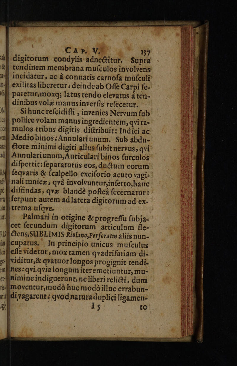  | CA», V, | 157 à| digitorum condylis adne&amp;itur. Supra 4E tendinem membrana mufculos involvens f incidatur; ac à connatis carnofa müfculi X extlitas liberetur: deindeab Offe Carpi fe- J| pazetur,moxq; latus tendo elevatus à ten- | dinibus vola manusinverfis refecetur. W | Sihuncrefcidifti , invenies Nervum fub f pollice volam manusingredientem, qvira- Xd mulos tribus digitis diftribuit: Indici ac «uM Mediobinos;Annulariunum. Sub abdu- f &amp;ore minimi digiti alius fübitnervus, qvi Annulari unum;Auriculari binos furculos | difpertit: feparatutus eos, ducum eorum If feqvaris &amp; ícalpello exciforio acuto vagi: i | nali tunicz , qvà involvunturjinferto,hanc | diffindas, qve blandé pofteà fecernatur: |ferpunt autem adllatera digitorum ad ex- | trema uíqve. : | | Palmari in otigine &amp; progreffu fubja- cet fecundum digitorum articulum fle- f Gens, SUBLIMIS Rivleno,Perforatw aliis nun- Icupatus, | In principio unicus mufculus leffe videtur, mox tamen qvadrifariam di- Jviditur,&amp; qvatuorlongos progienit tendi- Ines: qvi.qvia longum iteremetiuntur, mu- nimine indiguerunt, ne liberi reli&amp;i, dum imoventur,modó buc modóilluc errabun- di vagarent; qvod natura duplici ligamen- n . I  | ! |                                       