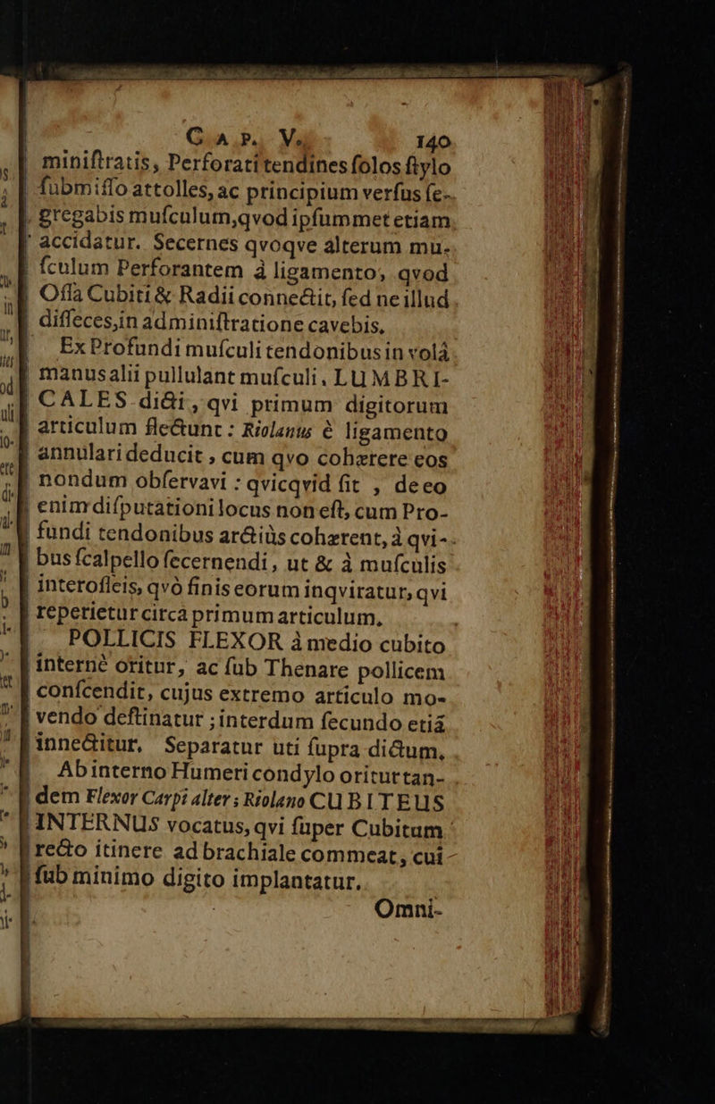 |! miniftratis, Perforati tendines folos ftylo | fubmiffo attolles, ac principium verfus (c- | gregabis mufculum,qvod ipfummet etiam | accidatur. Secernes qvoqve alterum mu. | fculum Perforantem à ligamento; qvod | Ofla Cubiti &amp; Radii connectit, fed ne illud | diffeces,in adminiftratione cavebis, | ExProfundimufculi tendonibusin volá | manusalii pullulant mufculi. LUMBRI- || CALES didi, qvi primum digitorum articulum fle&amp;unt : Rielags &amp; ligamento ,J annulari deducit ; cum qvo cohzrere eos .B nondum obfervavi :qvicqvid fit , deeo | enim difputationilocus noneft, cum Pro- | fundi tendonibus ar&amp;iüs cohzrent, à qvi-- | busfcalpello fecernendi, ut &amp; à mufculis | interofleis, qvó finiseorum inqviratur, qvi | reperieturcirca primumarticulum. | 4. POLLICIS FLEXOR àmedio cubito interné oritur, ac fub Thenare pollicem | confcendit, cujus extremo articulo mo- -[ vendo deftinatur ; interdum fecundo etia anneditur, Separatur uti fupra dictum, B AbinternoHumericondylo orituttan- | dem Flexor Carpi alter; Riolano CU BI T ELS | INTERNUS vocatus, qvi fuper Cubitam - | reo itinere ad brachiale commceat, cui - | fub minimo digito implantatur. 