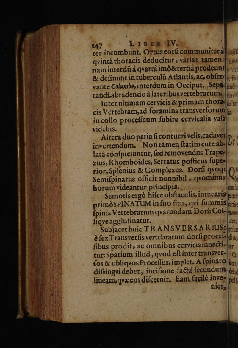           147 LisER ÍV. jj ter incumbunt, Ortuseoráü communiterd qvintá thoracis deducitur , variat tamen: naminterdü d qvartá imó&amp;tertiá prodeunt) &amp; definnnt in tuberculü Atlantis ac» obfer4..is; vante Columbo, interdum in Occiput, Sepa randi,abradendo à lateribusvertebrarumy |n; Inter ultimam cervicis &amp; primam thordsi cis Vertebram,ad foramina transverforum]y. incollo proceffuum fubire cervicalia vafa vid ebis. 5| Aitera duo paria fi contueri velis,cadavel invertendum, Non tamen ftatim cute ab. latá cónfpiciuntut, fed temovendus Trapee| zius, Rhomboides, Serratus pofticus fupes rior, Splenius &amp; Complexus. Dorfi qvogs| y Semifpinatus officit nonnihil , qvominus Q horum videantur principia. lentin Semotisergó hifce obftaculis, intuearis pnr primóSPINATUM infuo fitu, qvi fumrnis cn. fpinis Vertebrarum qvarundam Dorfi Col-a liqveagglutinatur. «| dere Subjacethuic TR ANSVERSARIUS: «i; à fex Transverfis vertebrarum dorfiprocef- lio; fibus prodit, ac omnibus cervicis inne&amp;ts |n. tur:Sparium illud , qvod eft inter transver- |. c. fos &amp; obliqvos Proceffus, implet, A fpinato iori diftingvi debet , incifione faGiá fecundum ji lineam;qva cos difcernit, Eam facile inve yu file$3 qt Transv fim fec                  Du                      