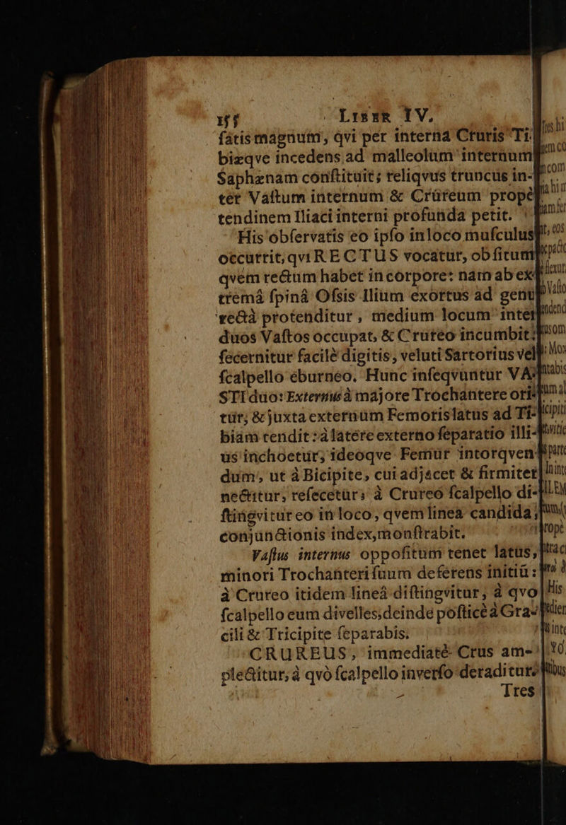 fátismagnuin, qvi per interna Cruris Ti 4 bizqve incedens .ad malleolum internum Saphenam conftituit; reliqvus truncus in-F px ter Váttum internum &amp; Crüreum prope tendinem Iliaci interni profunda petit. His obfervatis eo ipfo inloco mufculusg occuttit;qvi R E C TUS vocatur, ob fiturri qvem re&amp;um habet incorpore: nam ab ex tremá fpin&amp; Ofsis Ilium exortus ad genu 're&amp;à protenditur, medium locum intet[ duos Vaftos occupat, &amp; Cruteo incumbit:] fecernitur facilé digitis, veluti Sartorius vell fcalpello éburneo. Hunc infeqvuntur VAT STI düo:Extermusà majore Trochantere oriT | conjün&amp;ionis index,monftrabit. Va[lus interms oppofitum tenet latus, minori Trochaüteri fuum deferens initiü :] à Ctureo itidem lineá diftingvitur, à qvo]! fcalpello eum divelles;deinde pofticéa Gra-] cili &amp; Tricipite feparabis; l CRUREUS;, immediaté Crus ams'|: ple&amp;itur, à qvó fcalpello inverfo:deradicurz] | » Tres | 
