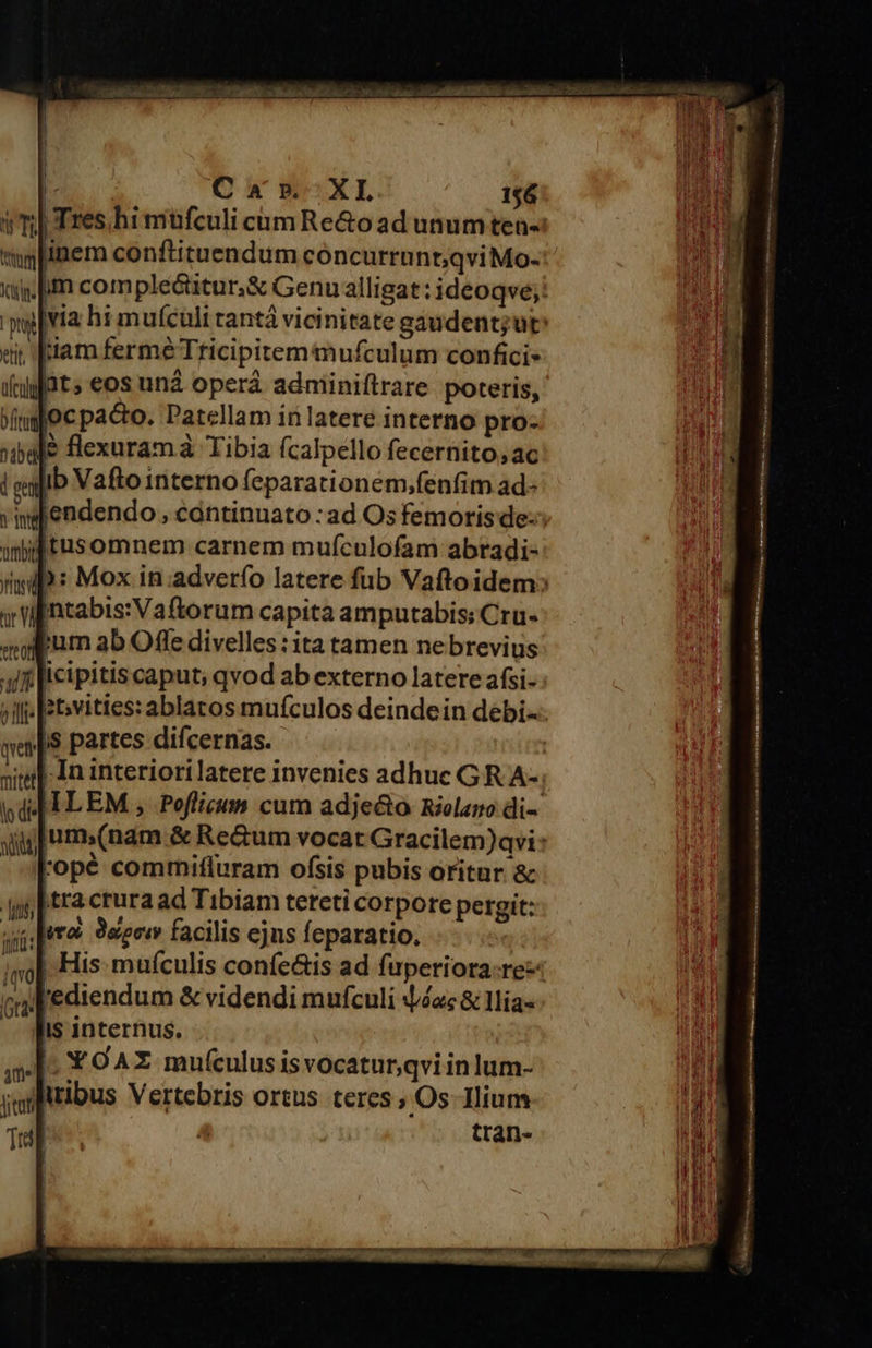 Tres hi müfculi cum Re&amp;o ad unumten- inem conftituendum cóncurrunt;qvi Mo- Xi jm com plecütur,&amp; Genu alligat: ideoqve;! |iam fermé Tricipitemmufculum confici» m Im eos uná operá admiiniflrare poteris, oigo c paco. Patellam 1n latere interno pro- nale flexuram à Tibia ícalpello fecernito;ac | eajib Vafto interno feparationem,fenfim ad- » mgfendendo , continuato :ad Os femoris de Itusomnem carnem mufículofam abradi- y Wintabis:Vaftorum capita amputabis: Cru- we |.$ Partes difcernas. 'opé commiffuram ofsis pubis oritur &amp; tracruraad Tibiam tereti corpore pergit: dus] VeSERÉE ito; Osoew facilis ejns fcparatio, mnlta : (qvo ca ediendum &amp; videndi mufculi ac &amp; llia- IS internus. |, YOAZ mufículusisvocaturqvi inlum- by Xem s aeectoniuPRDMR CUNUPPRbuP. Mn MNio qusc sagst Ritiuisasmtesttisciiii dco dare LA 