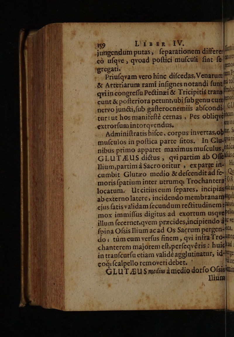  ,9 - Liszsna.IV. jutigendum putas, ' feparationem differe! €à ufqve , qvoad poftici mufculi. fiat fe gregati. Priufqvam vero hinc difcedas, VenatumP &amp; Atteriarum rami infignes notandi funt, du qviincongreffu Pe&amp;inzi &amp; Tricipiti$ trans ibi cunt &amp; pofteriora petunbubi fub genu cum^ nervo jun&amp;i,fub gafterocnemiis abícondi: GL tur: ut hos manifefté cernas , Pes obliqwe extrorfum intorqvendus, | Adminiftratis hifce, corpus invertas, ob! : mufculos in poftica parte fitos.' In Cie? nibus primo apparet maximus muículusj GLUTJUS di&amp;us , qvipartim ab Offe^x llium,partim àSacrooritur ; exparte in-| Hi cumbit Glutzo medio &amp; defcendit ad fe- morisfpatium inter ntrumq; Trochantera OR locatum. Utcitiuseum fepares, incipias abexterno latere, incidendo membranariit ejus fatis validam fecundum rectitudinem? EON mox immiflus digitus ad exortum usqve rli illum fecernet;qvem przcides,incipiendo dV *t fpina OfsisTlium acad Os Sacrum pergene Ka. do; tümeum verfus finem, qvi infra Trost chanterem majorem efb;perfeqvéris : huit| d in tranfcurfu etiam validé agglutinatur; idt coq: fcalpello removeri debet. ' fü N GLUT/£EU S mediu à medio 