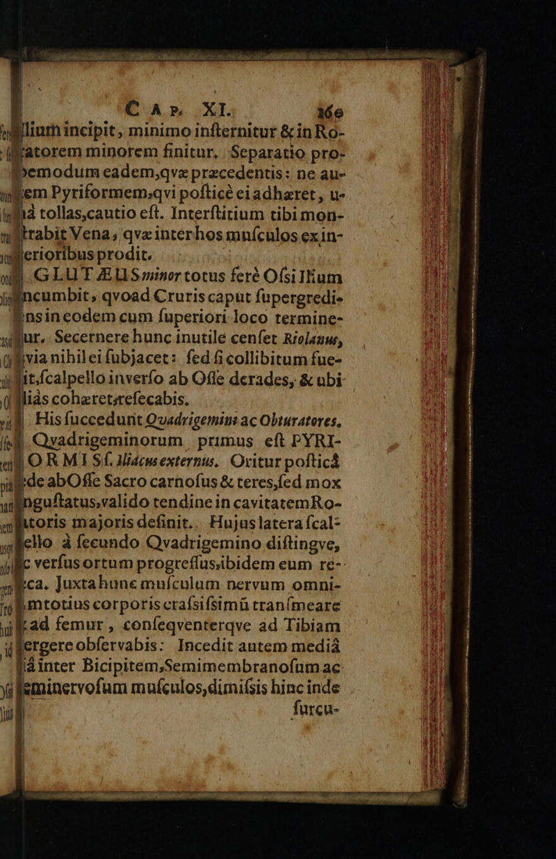     | C A». XI. 16e lint incipit, minimo infternitur &amp; in Ro- Éatorem minorem finitur, Separatio pro- bemodum eadem,qvz praecedentis: ne au- s frem Pyriformem:;qvi pofticé eiadharet , u- : ) s tollas,cautio eft. Interftitium tibi mon- IIrabit Vena; qvzinterhos mnículos exin- T B. ionaos prodit. ug. G LU T JEU Sminer totus feré Ofsillium li IÍ-- » qvoad Cruris caput fupergredi« * nsin codem cum fuperiori loco termine- qur. Secernere hunc inutile cenfet Riolazw, 1 j via nihileifubjacet: fed ficollibitum fue- uit /calpello inverío ab Offe derades, &amp; ubi () liàs coharetsrefecabis. i| | Hisfuccedunt Qvwadrigemim ac Obturatores, n Qyadrigeminorum | primus. eft PYRI- ul O R MI SÍ. idem externis. Oritur pofticá ) jde abOfle Sacro carnofus &amp; teres,fed mox nguf/tatus,valido tendine in cavitatemRo- toris majoris definit.. Hujuslatera fcal- lio à fecundo Ovadrigemino diftingve, il c verfusortum progreflusibidem eum ré-: nica. Juxtahune muículum nervum omni- jb mtotius corporis crafsifsimü tranímeare ad femur , coníeqventerqve ad Tibiam jergere obfervabis: Incedit antem mediá f'áinter Bicipitem;Semimembranofum ac | sminervof um mnículos,dirmifsis i inde urcu-  t    o   etin recto ai dani MR                 rmdistonium per mH NA na i ici up M I MB RU BI États ipm Mee Vti NE             
