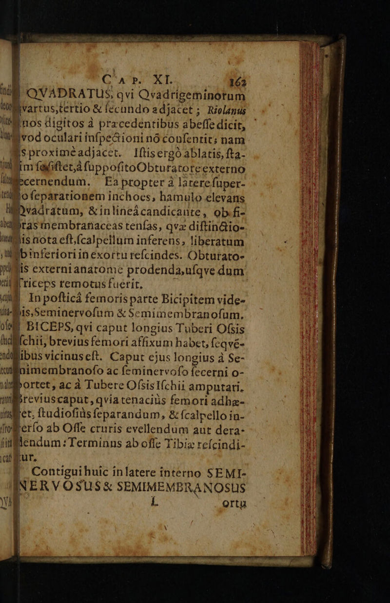   Q AURA UT. 162 d ^ QVADRATUS. qvi Qvadrigeminortum ton Bvartus;tertio &amp; | fecundo adjacet ; Riolanus !Ii nos digitos à pracedentibus abeffe dicit, ud ivod oculari infpe&amp;ioni nó coufentit; nam [s proximéadjacet. Iftisergó ablatis, fta- i im NES Do NtoODtA ratoteexterno - sDhraunHt Ea propter à larerefuper- t'il o (eparationem inchoes, hamulo elevans gg Dvadratum, &amp;inlineácandicante, ob. fi- iiiBras membranacceas tenías, qvz diftindio- Iit lis nota efbícalpeilum inferens; liberatum ,ul ]binferioriinexoitu refcindes. Obturato- Ms externi anatome prodenda,ufqve dum illl riceps remotus fuerir. (E. Inpofticá femorisparte Bicipitem vide- ltd is,Seminervofum &amp; Scemimembranofum. ol BICEPS, qvi caput longius Tuberi Ofsis (id [chii, brevius femori affixum habet »feqvé- ndi ibus vicinus cft. Caput ejus longius à Se- ted imembranofo ac feminervofo fecerni O- ibortet, ac à Tubere OfsisIfchii amputari. ti jreviuscaput, qvia tenaciüus femori adhz- pts ret. ftudiofiàs feparandum, &amp; Ícalpello in- /fto: Perfo ab Offe cruris evellendum aut dera- iifflendum : Terminns ab offe Tibia refcindi- [ru pur, I Contigui huic inlatere interno SEMI- INERVOSUS&amp; SEMIMEMBRANOSUS vil L ortu  UNAM m mtm ion n tt Iit m m iu Lii tnim AP IANUR TIG CRRERERPDPFUNORAN UAR e. cas deque M ibi C                        M Ir rs iau MEER v Hie ein SIMI tnt is D led li T ret Y  