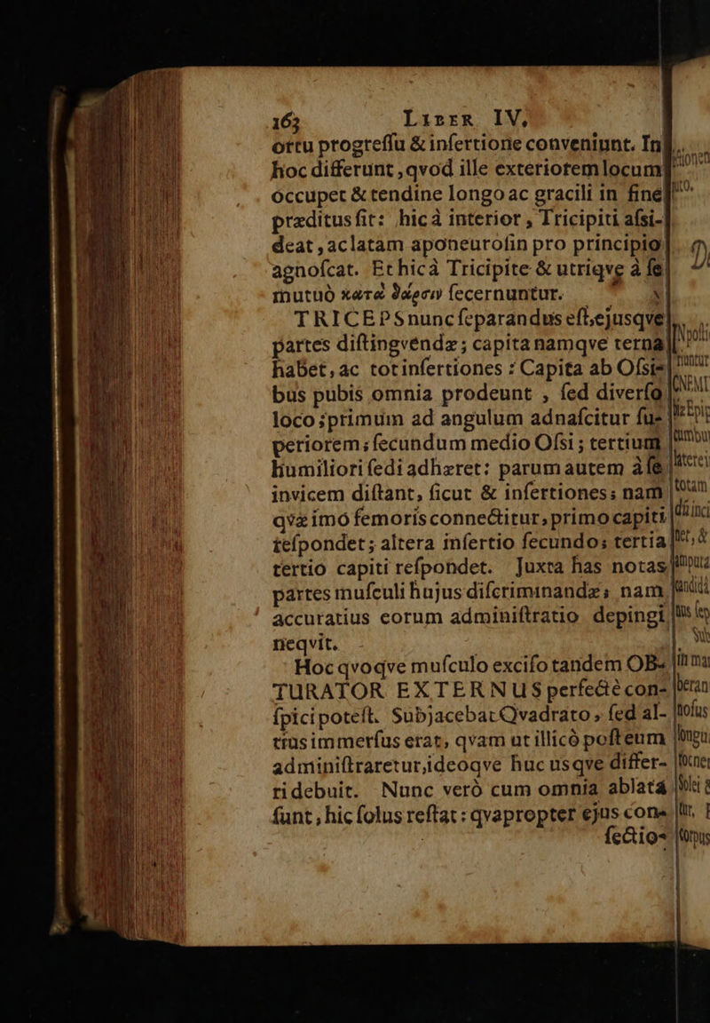                              165 Lirrgz IV, | ortu progreffu &amp; infertione convenignt. In hoc differunt ,qvod ille exteriotemlocum Occupet &amp; tendine longo ac gracili in fine] ^ preditusfit: hicá interior , Tricipiti afsi- deat , aclatam aponeurofin pro principio! agnofcat. Ethicà Tricipite &amp; utriqve à fe. mnutuó xeré 94ecw fecernuntur. — ^ — | T RICEPSnuncfeparandus efl,ejusqve| partes diftingvendz ; capita namqve terna) habet,ac totinfertiones : Capita ab Ofsis| ^ bus pubis omnia prodeunt , fed diverfo (AL loco ;primum ad angulum adnafcitur fue log periorem; fecundum medio Ofsi ; tertium [P liumiliori fedi 3dhzret: parum autem àfe&amp; jate invicem diftant, ficut &amp; infertioness nam | 0*1 v&amp; imo femoris conne&amp;titur; primo capiti dic te(pondet; altera infertio fecundo; tertia |F;à tertio capiti refpondet. Juxta has notas ju partes inufculi hujus difcriminandz ; nam landida accuratius eorum adminiftratio. depingit | is neqvit. |. Hoc qvoqve mufculo excifo tandem OB«' ima TURATOR EXTERNUS perfedé con- beran fpici potell. Subjacebat Qvadrato ; fed al- Itofus tius immerfus erat, qvam ut illicó pofteum |ongi adminillrareturiideoqve huc usqve differ- |fe ridebuit. Nunc veró cum omnia ablata Wit funt , hic folus reftat: qvapropter ejus cone |u | : fc&amp;tio*   At EM                          