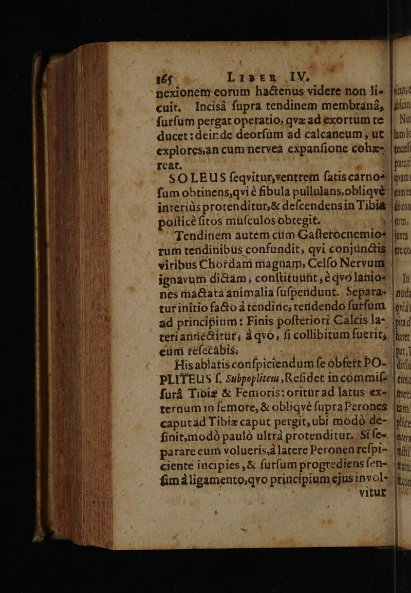                            16$ List IV, . nexionem eorum ha&amp;enus videre non li» cuit, Incisá fupra tendinem membraná; furfum pergat operatio, qva ad exortum te ducet : deir de deorfum ad calcancum , ut explores,an cum nerveà cxpanfione cohzz Feat. 4 SOLEUS feqvitur,ventrem fatiscarnos fum obtinens,qvié fibula pullulans,obliqvé  | iust dicia |: Nu Ihm k tec | para f *Iqum lem poíticé f(itos mufculos obtegit. | Tendinem autem ciim Gaftetocnemios rum tendinibüs confundit; qvi conjunctis viribus Chordam magnam; Celfo Nervum nes ma&amp;ata animalia fufpendunt. . Sepata- turinitio fa&amp;o à tendide; teridendo fütíüum ad principium: Finis pofteriori Calcis la- terianrié&amp;itür, à qvo, fi collibitum fuerit; euni téfecábis, Lino IN oe His ablatis confpiciendürm fe obfett PO- furá Tibi? &amp; Femoris:oritürad latus ex- ternum 10 femore, &amp; obliqvé fupra Perones parare eum volueris, latere Peronen refpi-  