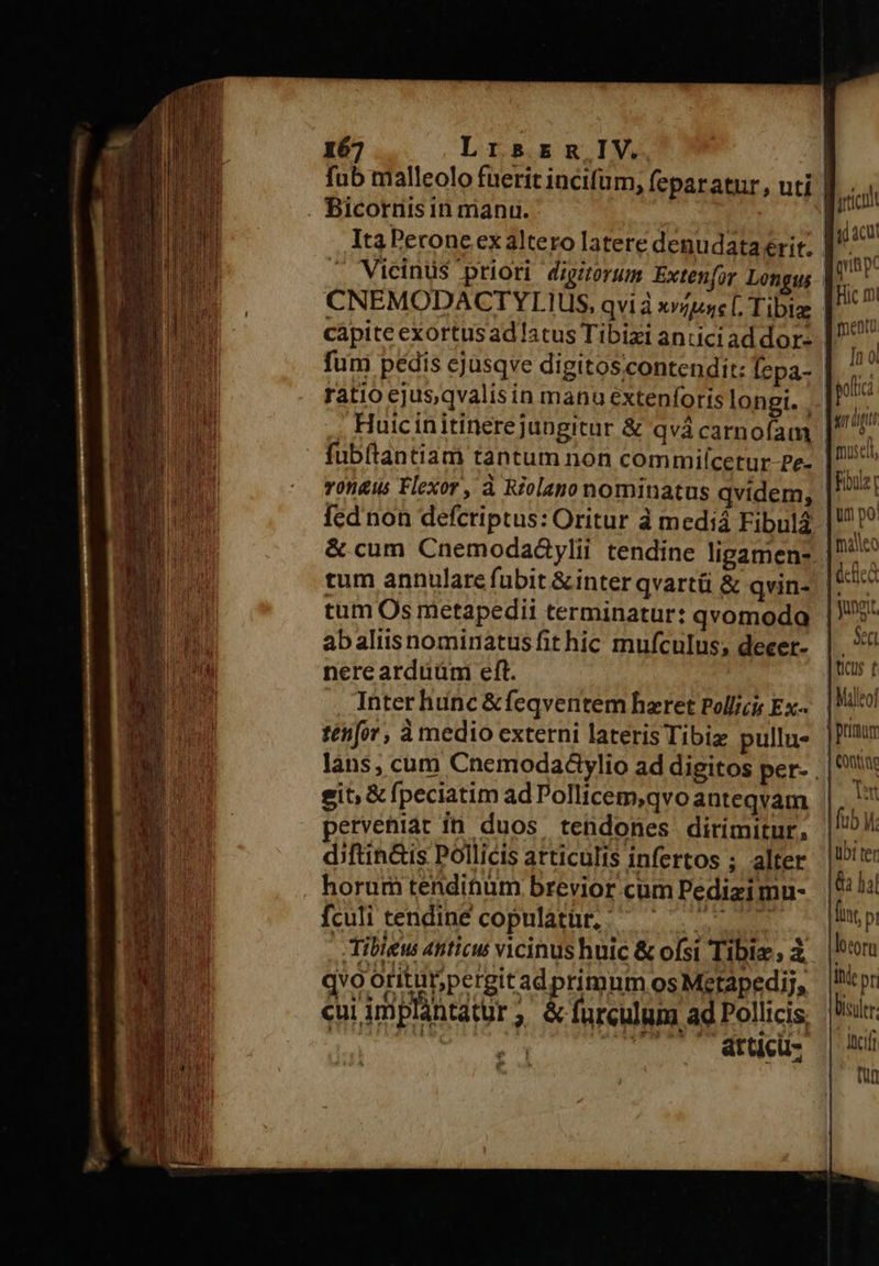   167 Lrsrmg.IV. fub malleolo fuerit incifum, feparatur, uti Bicornis in manu. Ita Pecone ex altero latere denudata erit. Vicinus priori digitorum Exten[or Longus cápite exortusad atus Tibizi antici ad dor- funi pedis ejusqve digitoscontendit: [epa- ratio cjus,qvalis in manu extenforis longi. . J fubítantiam tantum non commiícetur-Pe- vongus Flexor, à Riolapo nominatus qvidem, tum annulare fubit &amp;inter qvartü &amp; qvin- tum Os metapedii terminatur: qvomodo abaliis nominatus fit hic mufculus; decer- nerearduüm eft. Inter hinc &amp; feqventem hzret Pollicis Ex- tenfor, à medio externi laterisTibiz pullus git, € fpeciatim ad Pollicem,qvo anteqvam perveniat fn duos. tendones dirimitur, diftin&amp;is Pollicis articulis infertos ; alter horum tendinum brevior cum Pedizi mu- fculi tendiné copulatür, : Neo .Tibleu anticu vicinus huic &amp; ofsi Tibiz à qvo oritur;pergitadprimum OS Mctapedij, cui im plàntatur ;«&amp; furculum ad Pollicis, Xx T2 ee T. MEMCMS  lotorn