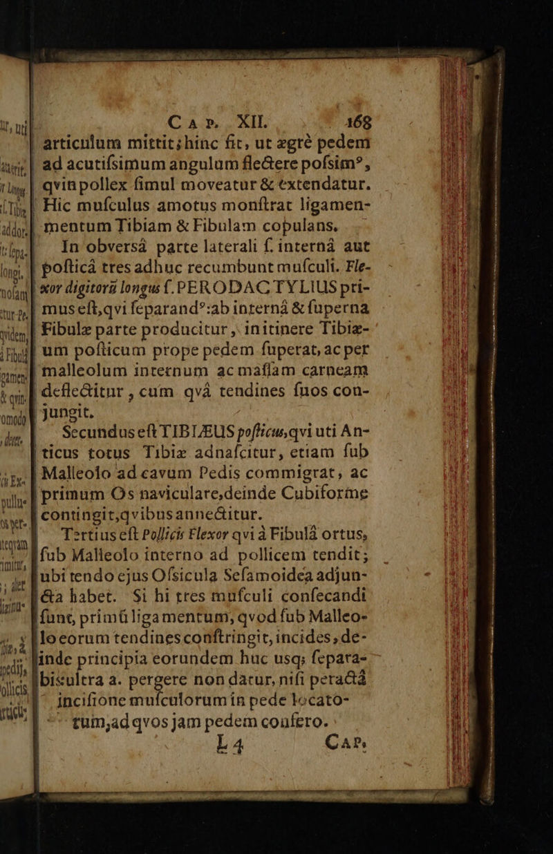 Car XII 168 articulum mittit; hinc fic, ut zgré pedem iir | ad acutifsimum angulum fleGere pofsim?, 1g | qvin pollex fimul moveatur &amp; extendatur. | Tijg |! Hic mufculus amotus monftrat ligamen- ill] mentum Tibiam &amp; Fibulam copulans. ty. In Obversà parte laterali f. interná aut ng, | pofticá tres adhuc recumbunt mufcult. Fle- | «or digitora longus .PERODACTYLIUS pri- nro,| mus eft,qvi feparand*:ab interná &amp; fuperna yilem| Fibulz parte producitur ,. initinere Tibiz- iij] um pofticum prope pedem fuperab ac per nume malleolum internum ac maflam carneam (qi | defle&amp;itnr , cum. qvà tendines fnos con- omo V Jungtt, i a a e eoa t pe br :  Me PONAM Ead au... midicce dan cu mti NP  re —— — IW MOM ing ign doner !£d8id' E (kh Ex« WI. E itam T*rtius eft Pollicis Flexor qvi à Fibulà ortus, WA] rumjad qvos jam pedem coüfero. L4 CAP, 