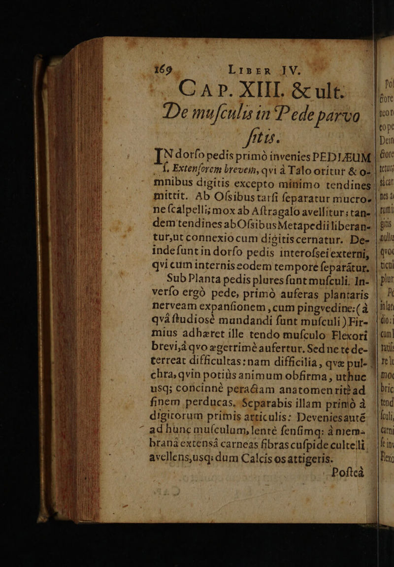                            169 Lrisza IV. CAP. XIIL &amp; ult... |^ orc De mufculis in Pede paruo |  to pt fitis. Dein | [Ndorfo pedis primó invenies PEDIEUM | 69 n -. Y, Extenforem brevein, qvi à Talo otitur &amp; o2 | UU Ae mnibus digitis excepto minimo tendines |! I mittit. Ab Ofsibustarfi feparatur mucroe |! ne (calpelli; mox ab Aftragalo avellitur; tan- rmi dem tendines abOfsibusMetapediiliberan- | E tur,ut connexiocum di$itiscernatur. Dee Juli inde funt in dorfo pedis interofseiexterni, |('o qvi cum interniseodem tempore feparátur, . | ic! Sub Planta pedis plures funt mufculi, 1n- | p verfo etrgó pede, primó auferas plantaris |. netveam expanfionem ,cum pingvedine:(à |! qvàftudiosé mundandi funt mufculi )Fir- || 00: mius adhaeret ille tendo mufculo- Elexori |t brevi4áqvo zgerrimé aufertur. Sed ne te de- J| Ii terreat difficultas:nam difficilia, qva pul. | !* i chta; qvin potisanimum obfirma, uthue |o usq; concinné peradiam anatomenritbad bri finem perducas. Scparabis illam prin à td digitorum primis articulis: Deveniesaut&amp; —|kli ad hunc muículum,lenté fenfimq: à mem — | tm braná extensa carneas fibrascufpide cultelli, | kin avcllens,usq: dum Calcis os attigeris. fle | Poftcà 