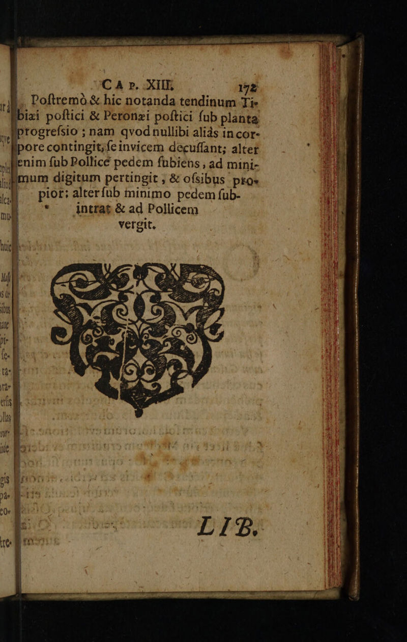 I ! Mei tree tp i a Mp it C A r. XIII, 172 ul. Poftremó &amp; hic notanda tendinum Tie bixi poftici &amp; Peronzi poftici fub planta ,BProgrefsio ; nam qvodnullibi alids in cor- pore contingit; feinvicem decuffant; alter yk inim fub Pollicé pedem fubiens , ad mini- ii mum digitum pertingit ; &amp; ofsibus pto» jM — piot: alterfüb minimo pedem fub- . intrat &amp; ad Pollicem vergit. AMAA pret air uo 