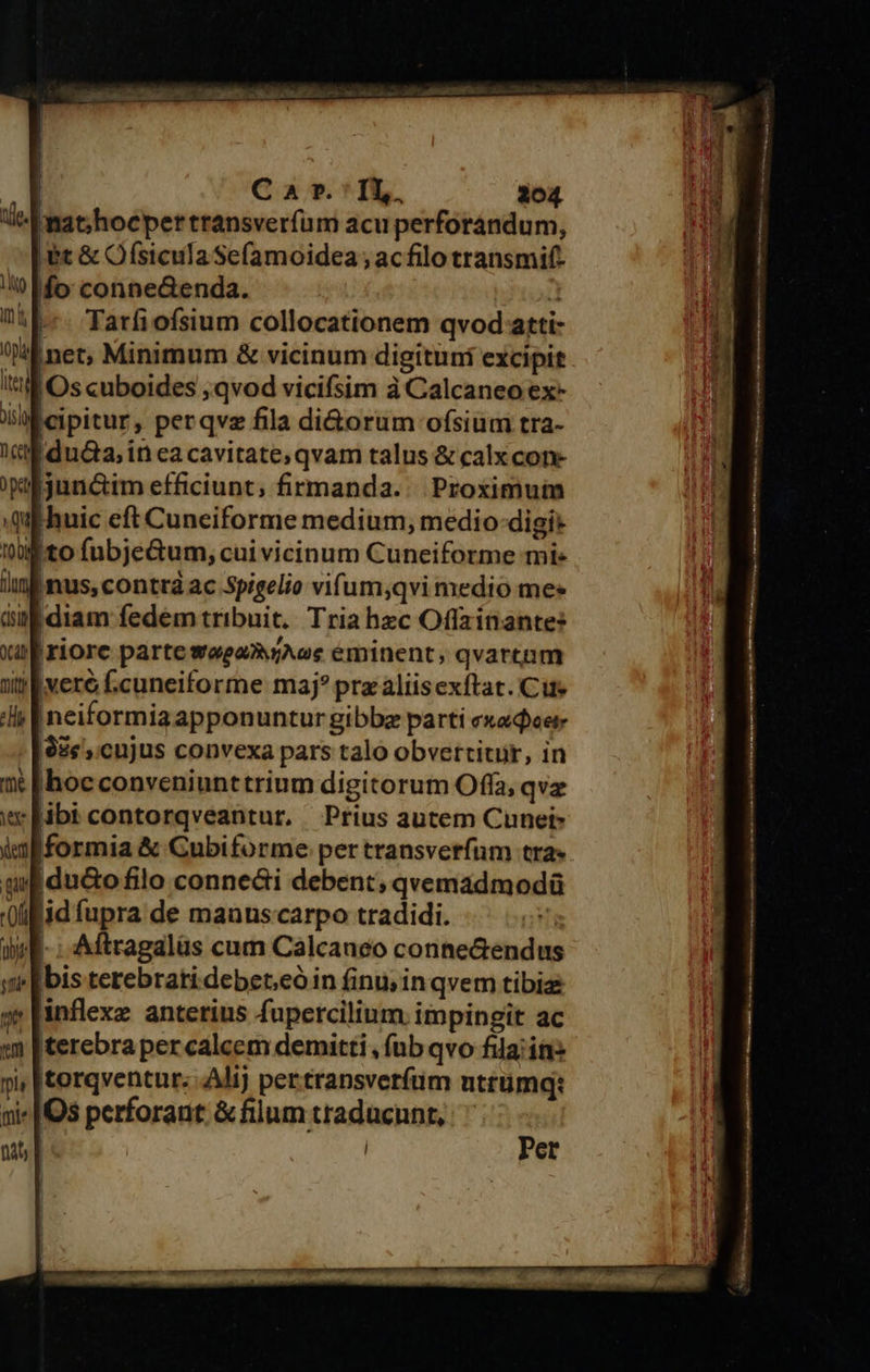 Gitidica bul M C AMMMIÉR MR    | Qa 1E. 104 mat;/hocpertransveríum acu perforándum, |&amp;t &amp; Ofsicula Sefamoidea ; ac filo transmif-   ij-*- Tarfiofsium collocationem qvod atti- E net; Minimum &amp; vicinum digituni excipit It Os cuboides ;qvod vicifsim à Calcaneo ex- is eipitur, per qvz fila di&amp;orum ofsium tra- cl du&amp;a, inea cavitate; qvam talus &amp; calx con- efjunctim efficiunt; firmanda.. Proximum qu Ehuic eft Cuneiforme medium, medio:digi* tJ to fubje&amp;um, cui vicinum Cuneiforme mie lini nus; contra ac Spigelio vifum;qvi medio me» dal diam fedem tribuit. Tria hzc Oflainante: ül riore parte woeayAoc eminent, qvarcnm vere C.cuneiforme maj? prz aliisexftat. Cute ineiformiaapponuntur gibbz parti ex«adeer 5s , cnjus convexa pars talo obvertituür, in 1» [hoc conveniunttrium digitorum Offa; qvz ww Eibi contorqveantur,. Prius autem Cunet- imf formia &amp; Cubiforme per transverfum tra» qf du&amp;o filo conne&amp;i debent; qvemadmodü (fid fupra de manus-carpo tradidi.                     