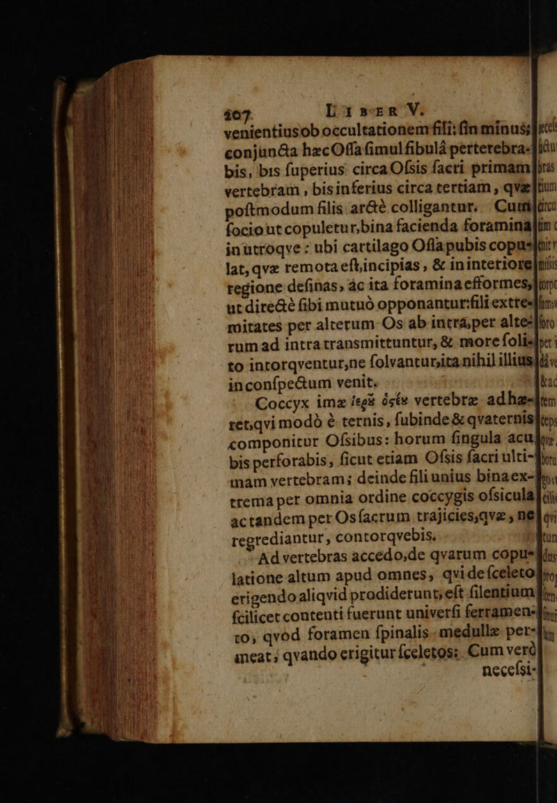 e ir d DIM venientiusob occultationem fili; fin mínus; [ite conjun&amp;a hzcOffa (imul fibulà perterebra«]ió bis, bis fuperius: circa Ofsis facri primam [re vertebraim , bisinferius circa tertiam , qvae|tiun poftmodum filis. ar&amp;é colligantur... Cumijir focio ut copuleturbina facienda foramina[tm: inutroqve : ubi cartilago Oflapubis copuslüi lat, qve remota eftincipias , &amp; inintettore|nis: regione definas; ác ita foramina eftormesy[r. ut dire&amp;é fibi mutuó opponantur*filt extte«fm; moitates per alterum Os ab intráper altes foro rum ad intra transmittuntur, &amp; more folis|s: to intorqventurne folvanturjita nihil illiusitis inconfpe&amp;um venit. m 5l € Coccyx imz ieg&amp; óste vertebrz adhae re&amp;qvi modó é ternis, fubinde&amp; qvaterntsftn. compohitur Ofsibus: horum fingula acuju; bis perforabis, ficut ettam Ofsis facri ulti-Ju, mam vertebram; deinde fili unius binaex-mn; trema per omnia ordine coccygis ofsicula]ii actandem per Os(acrum trajiciesqva , neos regrediantur, contorqvebDis. | Ad vertebras accedo,de qvarum copue| latione altum apud omnes, qvi de íceleto) erigendoaliqvid prodiderunt, eft filentium| (cilicet contenti fuerunt univerfi ferramene| t0, qvod foramen fpinalis medullz per-f ineat ; qvando erigitur fceletos:. Cum veró necefsi- | j 