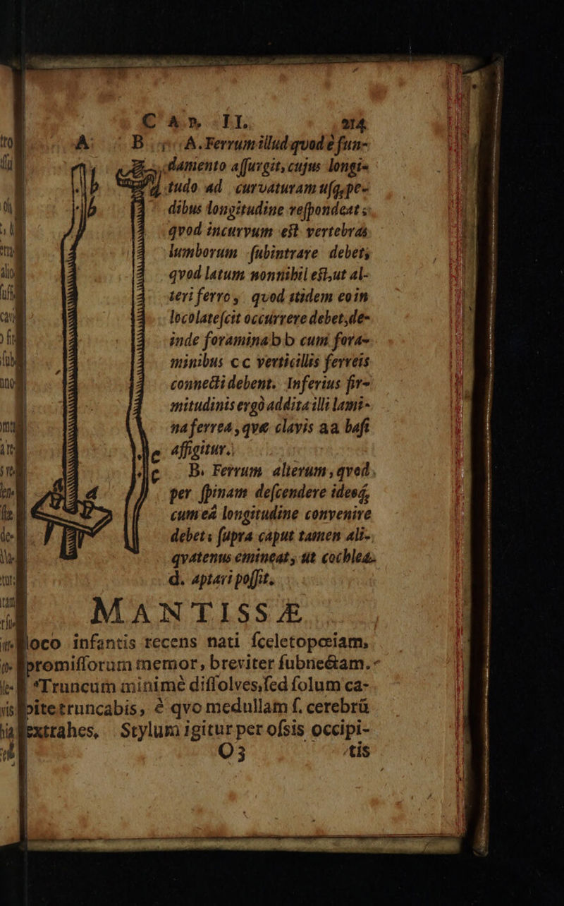 B (qo A. Ferrunillud quod e fun- odamento a(fuvgit, cujus longis 2 tudo 4d. curvaturam fg pe« ]- dibus longitudine vefpondest ; qvod incurvum eit. vertebras lumborum -(ubintrare. debet; qvod latum nontnibil efl,ut al- teri ferroy. quod stidem eoin locolate(cit occurrere debet,de- inde foraminab b cum fora- minibus c c verticillis ferreis conneci debent. Infevius fiv- mitudinis eygó addita illi lami- naferrea ,qve clavis aa baft affigitur. B. Ferrum. alievum ,qved ; per (pinam de[cendere idesd, cum eá longitudine convenire debet: fupra caput tamen Ali- qvatenus emtneat y tit cocblea.. d. aptari po[Jit. MANTISS £ loco infantis recens nati fceletopceiam, -promifforum memor; breviter fubne&amp;am.- E Truncum minime diffolvesfed folum ca- bitetruncabis, &amp; qvo medullam f. cerebrü Walextrahes, | Stylum igitur per ofsis occipi- 4| Q3 tis iv 4 — ^  NT z - - - ——— MATT iem tse ict : MW ? - aro wp i - RP. E Ub vl ta lt aan iu d Vide e e , o e A — —— € — RN -— nnm HNAUMANHTIISIe 0n ÓM5. n ci SIRE p aS MG XN RU QURE tti RUE  