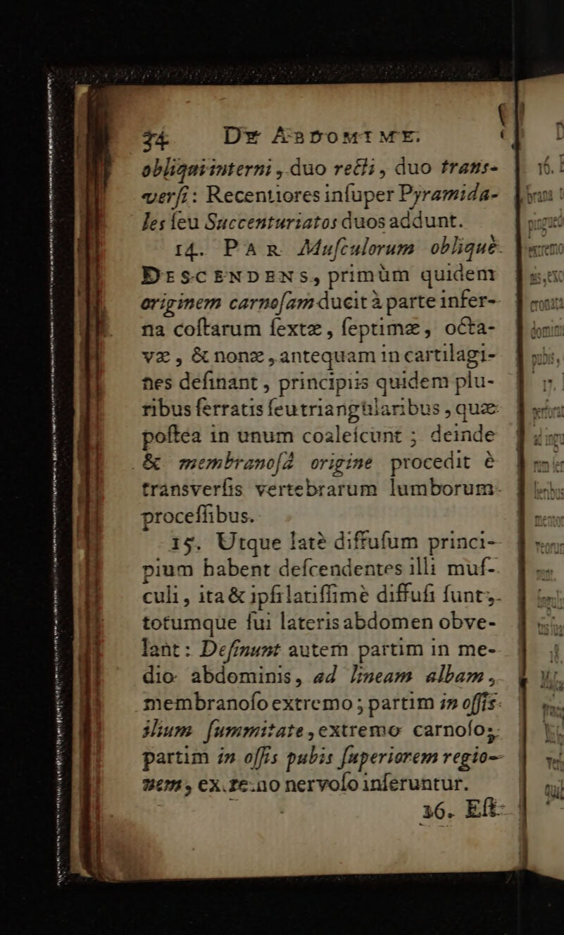 Me toli uen v Ss Pr KI VUA a av fui VAL oa eto tco t n HN ton i nt Muy SPI qi ePi me o —————————— dá pe] eye mim Clem à 14. PAR. Mufculerum. oblique. DrscENDENS,primüm quident ariginem carno[am ducit à parte infer- na coftarum fextze, feptima , octa- vz, &amp;nonz,antequam in cartilagi- fies definant , principiis quidem plu- ribus ferratis feutrianghlaribus , quze poftea in unum coaleícunt ; deinde trànsverfis vertebrarum lumborum. procefhibus. 14. Utque lat? diffufum princi- pium babent defcendentes illi muf- culi , ita&amp; ipfilatiffimé diffufi funt;. totumque fui laterisabdomen obve- lant : Definunt autem partim in me- dio abdominis, «d Zi»eam albam, membranofo extremo ; partim 7» offís: Mum [ummitate,extremo: carnofo;. partim i» offis pubis [uperiorem regio-- 205, ex.£e.no nervolo inferuntur. tud Jn 