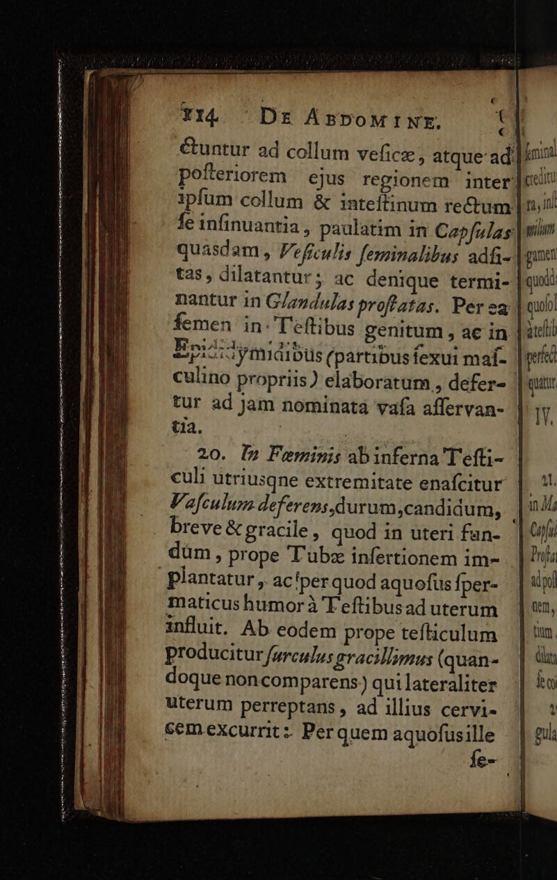 Y |Dr ÁsroMINE. &amp;untur ad collum veficz, atque ad: nini pofteriorem — ejus regionem inter ue ipfum collum &amp; inteífinum rectum ni! fe infinuantia , paulatim in Capfulas wm quasdam, 7. eficulis feminalibus adfi- game tas, dilatantur ; ac denique termi- quoi nantur in GZzzdulas proffatas. Per ea: | qui femen in: l'éftibus genitum , ae in | tli zpi5iymuibts (paribus fexui maf- | pe culino propriis) elaboratum , defer- tur ad jam nominata vafa affervan- || I tia. | D 20. I» Feminis ab inferna T'efti- culi utriusqne extremitate enafcitur | '! | Vafculum deferens ,durum,candidum, in Ji . breve&amp; gracile, quod in uteri fan- Tons düm, prope T'ubz infertionem im- | Pil plantatur , ac'perquod aquofusfper- | pl maticushumorà'Fefüibusaduterum | 2, anfluit.- Ab eodem prope tefliculum | in. producitur furculus eracillmus (quan- | du; doque noncomparens )quilateraliter || ho uterum perreptans , ad illius cervi- cem excurrit :: Per quem aquofüsille fe- | aa ct fidei ete de PR mrt e emer ras tim emend ont om iiti e ÀÀ €—