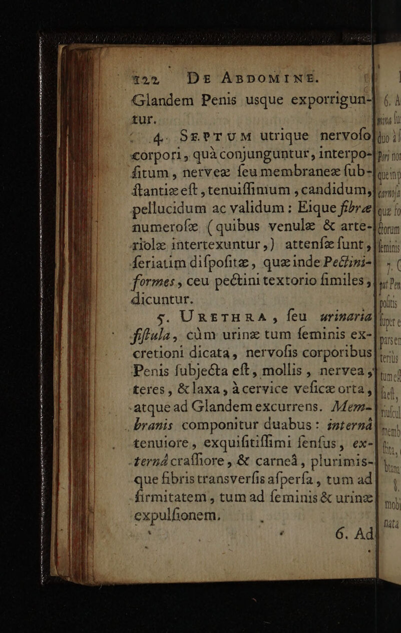 7320 DE£€ ABDOMINE. Glandem Penis usque exporrigun-] (. ; tur. Í 4. Sg?TUM utrique nervofo[u; i| corpori, quà conjunguntur, interpo-|p;; fitum , nervez feu membranes (ub-|uu: Ítantiz eft ,tenuiffimum , candidum,]|;;;/; pellucidum ac validum : E1que fi/re tu f numerofe (quibus venule &amp; arte- riolz intertexuntur,) attenfz funt , ini; feriatim difpofitz , quazinde Pe&amp;izi- formes , ceu pectini textorio fimiles, dicuntur. | 5. URETHRA , feu | wrinaria|t. Jíflula, càm urinz tum feminis ex-|.. cretioni dicata, nervofis corporibus Penis fubjeta eft, mollis , nervea, teres, &amp;laxa, àcervice vefice orta, atque ad Glandem excurrens.. Me |... branis componitur duabus : izterná].... tenuiore , exquifitiffimi fenfus, ex-| v. ern craífiore , &amp; carneá, plurimis- bo que fibris transverfis afpería , tum ad firmitatem , tum ad feminis &amp; urinz| cxpulfionem, LE EE See tid irs RU 6. Ad]