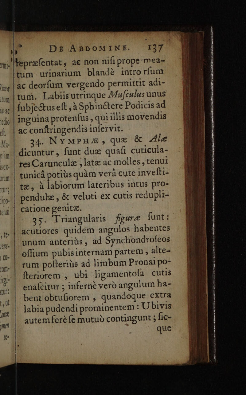 umt CUm 4 aC I) tum. Labiis utrinque Mvfculus unus fubje&amp;tus eft , à Sphinctere Podicis ad inguina protenfus , qui illis movendis 34. NY MPHJE, que &amp; Ale dicuntur , funt duz quali cuticula- res Carunculz ;latz ac molles , tenui tz, à labiorum lateribus intus pro- catione genitz. 35. lriangularis figure funt : acutiores quidem angulos habentes unum anteriüs, ad Synchondrofeos offium pubis internam partem , alte- rum polterius ad limbum Pronai po- fteriorem , ubi ligamentofa cutis enafcitur ; inferne veró angulum ha- bent obtufiorem , quandoque extra m RR — —Ó OPE RENEUIN. MT UE   Rita e tei rmn mi