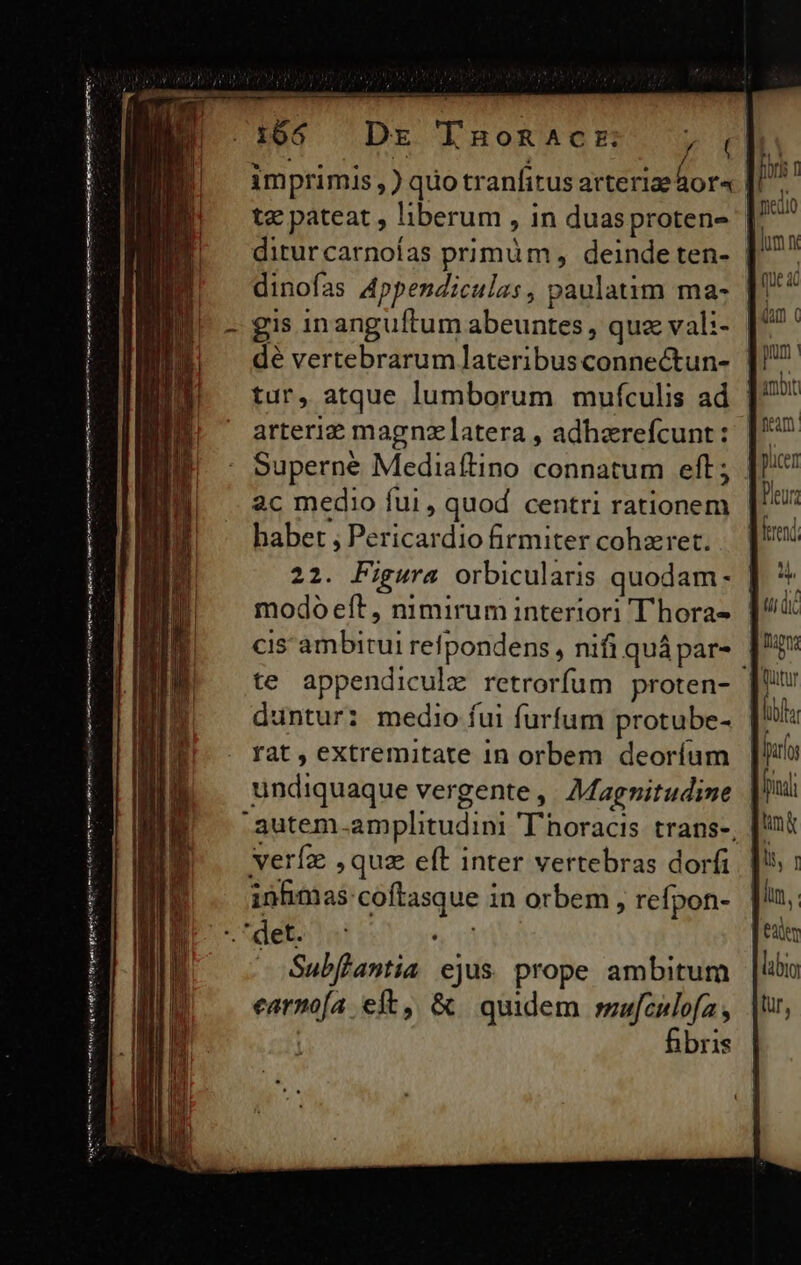 imprimis, ) quo tranfitus arterizeàor« tz pateat , liberum , in duasproten- diturcarnoías primum, deinde ten- | dinofas Appendiculas , paulatim ma- - gis inanguftum abeuntes , quz vali- | dé vertebrarum lateribusconnectun- tur, atque lumborum mufculis ad [' arterie magnz latera , adharefcunt: - Superne Mediaftino connatum eft; ac medio fui , quod centri rationem haber , Pericardio firmiter cohzret. 22. Figura orbicularis quodam - modo eft, nimirum interiori T hora- cis ambitui refpondens , nifi quápar- | te appendicule retrorfum proten- duntur: medio fui furfum protube- rat, extremitate in orbem deoríum undiquaque vergente ,. Magnitudine -autem.amplitudini 'Thoracis. trans-, verfa ,quz eft inter vertebras dorfi inhimas:coftasque in orbem, refpon- . det. 1 : a Subflantia ejus prope ambitum earmoa eft, &amp; quidem mufculofa , fibris fors ! medio [lum nr steb/scira ed eni uq y pode hm e tme e i nnn