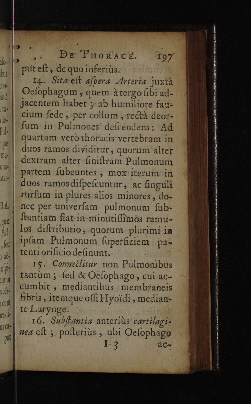 Ur put eft, de quo inferiüs. I4. Sita-elt afpera. Idrteria juxtà Oefophagum , quem àtergo fibi ad- jacentem habet ;-ab humiliore fai: cium fede ,.per collum , re&à deor- fum in Pulmones defcendens: Ad quartam verothoracis vertebram in duos ramos dividitur, quorum alter dextram alter finiftram Pulmonum partem fubeuntes , mox iterum: in duos ramosdifpeícuntur, ac finguli | rürfum in plures alios minores, do- |;nec per univerífam pulmonum fub- Ítantiam fiat-in-miinutiffimós ramu- | ipfam Pulmonum fupetficiem pa- .|. tenti orificio definunt., |. 1$. Connetlitur non Pulmonibus | tantum 5 fed & Oefophago, cui ac- | fibris , itemque offi Hyoidi ,.median- || 16. Subflantia anteriüs cartilagi- | 4c elt ; poíterius , ubi Oeíophago | I3 aC- —— xD EN —— ta