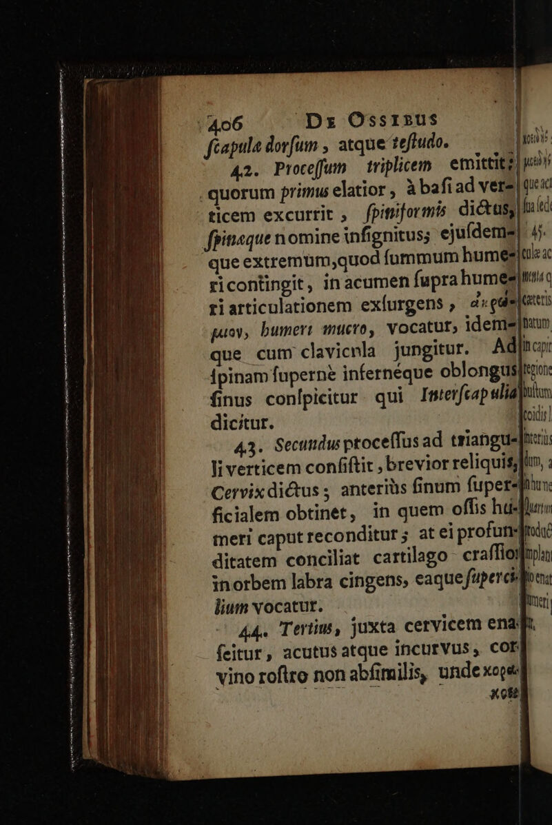 ——— ——É——ÓÁITE E ue em Mn ien DM n p t a a Ret e a D ent €— - ien Regia ett niue e month em mati ini il Ao6 ^D Ossrisus 421. Proceffum triplicem — emittitz) jt ticem excurrit, fpitrformis dictus, | li tà que extremum,quod fummum humeeiti:a ricontingit, in acumen fuprahumes hi tiarticulationem exíurgens ; a gale iter guoy, bumert mucro, vocatur, ideme nu que cum clavicnla jungitur. Ad Iti Ípinam fuperne inferneque oblongus ferio finus confpicitur. qui Imterfeapwliapulu: dicitur. Jroidi 43. Secumdu ptoceffus ad triangue ori liverticem confiftit , brevior reliquis[lo, Cervix dictus ; anteriüs finum fupersftus Bcialem obtinet, in quem offis hti-flur meri caput reconditur; at ei profuti mic ditatem conciliat cartilago - craffiojmpaa inorbem labra cingens, eaque fupercions lium vocatur. qnx 44. Terüms, juxta cervicem enaqt. feitur, acutus atque incurVus, cor| vino roftro non abfimilis, undexoped xot