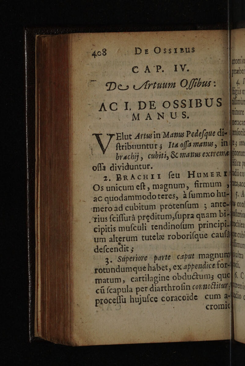 C AP. IV. — («Des frtuum Offibus : AC IDE OSSIBUS/|! MANUS. | Elut Arturin Mats Pedefque die | firibuuntur; Ita offamanus , in Js brachij, cubiti, Gc amatis extreme Bitorum offa dividuntur. Ji 2. BRAcuriI feu HuwrRIT Os unicum eft, magnum, firmum 3 ac quodammodo teres; à (ammo hue meroad cubitum prótenfum ; rius fciffurà preditum,;fupra quam b cipitis mufculi tendinofum principi: um alterum tutela roborifque caufà defcendit 5 Mm 3. Süperiore pavte caput magnutdlu, totundumque habet, ex appendice fotef, matum, cartilagine obductum; que[^. C cü ícapula per diarthtofin cotimectitts qe próceffu hujufce coracoide cum aJ. cromi ——— d