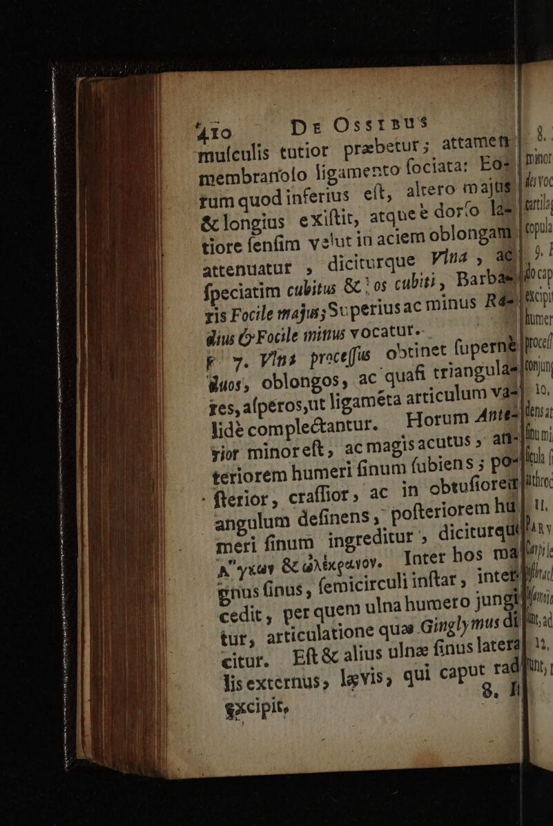 membranolo ligamento (ociata: Eo? &amp;longius exiftit, atque e dorío Iz attenuatur , diciturque fpeciatim cubitus &amp;c | os cubiti , ris Focile majus; So periusac minus R4- gius C» Focile mitius vocatut» | Ky. Vina proceffis obtinet fuperne duos, oblongos, ac quafi triangulas lidé complectantur. Horum Ante- (t, acmagisacutus » ati» dsvoc (opui lumer proci obtufioreit meri finum ingreditur ; A yxuv Gc aMixquuov, Inter hos cedit, perquem ulna humeto jungt citur. Eft&amp; alius ulnae finus latet] excipit, ffi P