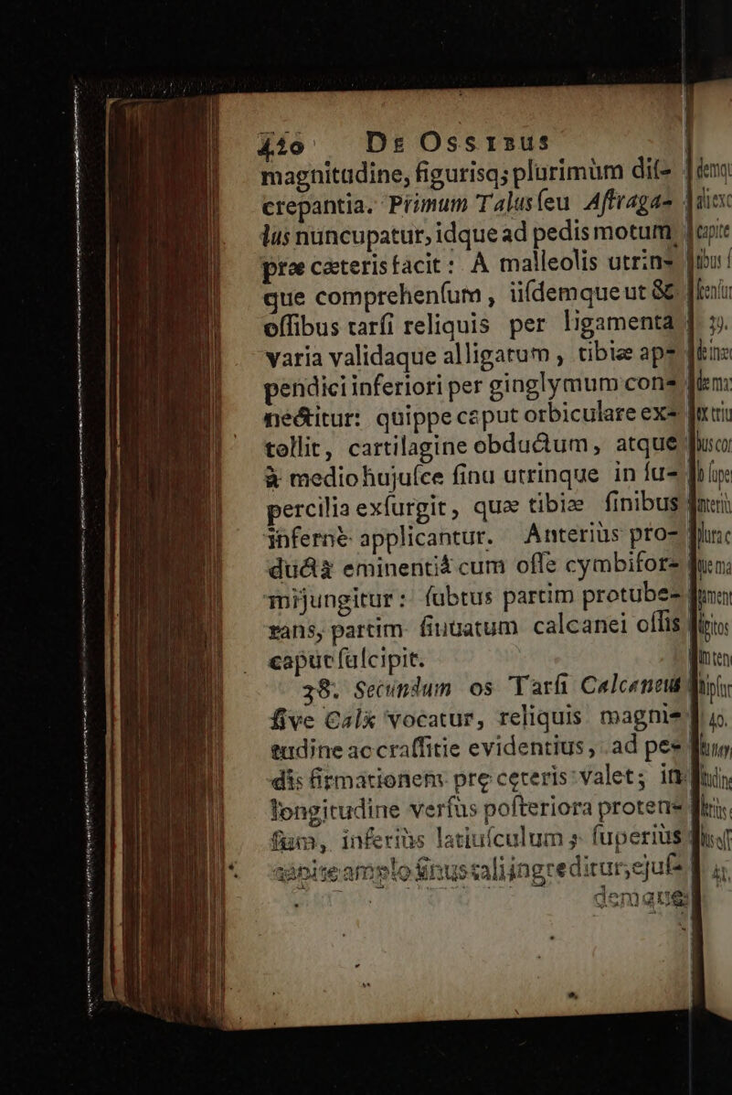 — — AEn ECC CEDE: — . VT €——— n | Ds Ossrsus | magnitudine, figurisq; plurimum dite |i crepantia. Primum Talus(eu Aftragao Jii lus nuncupatur, idquead pedis motum, Jonit pro caterisfacit:. A malleolis utrins Jiu! que comprehen(um , üídemqueut &amp; Jai effibus raríi reliquis per ligamenta | ». varia validaque alligatum , tibiee aps fiin: pendici inferiori per ginglymum con? jim: neé&amp;itur: quippe caput orbiculare exe ri tollit, cartilagine obdu&amp;àum, atque Busco à medio hujuíce finu utrinque. in fue foi percilia exfurgit, qua tibiee finibus dati 3üferné applicantur. Anterius pro- frc ducti eminentis cum offe cymbifore fno; Toijungitur: fubtus partim protubes fra rans, partim- fiuaatum calcanei ollis | lrito capuc falcipit. jntn 38. Secndum os Tarft Calceneut ply five Calx vocatur, reliquis. magnis fu». eudine accraffitie evidentius , ad pee furo di: 8&amp;rmationen. pre ceteris: valet; infin, longitudine verfus pofteriora protens firi. fum, inferiüs latiufculum 5 fuperius? adpiseamplo Sinus saliingredirur,ejuf? Bi demque