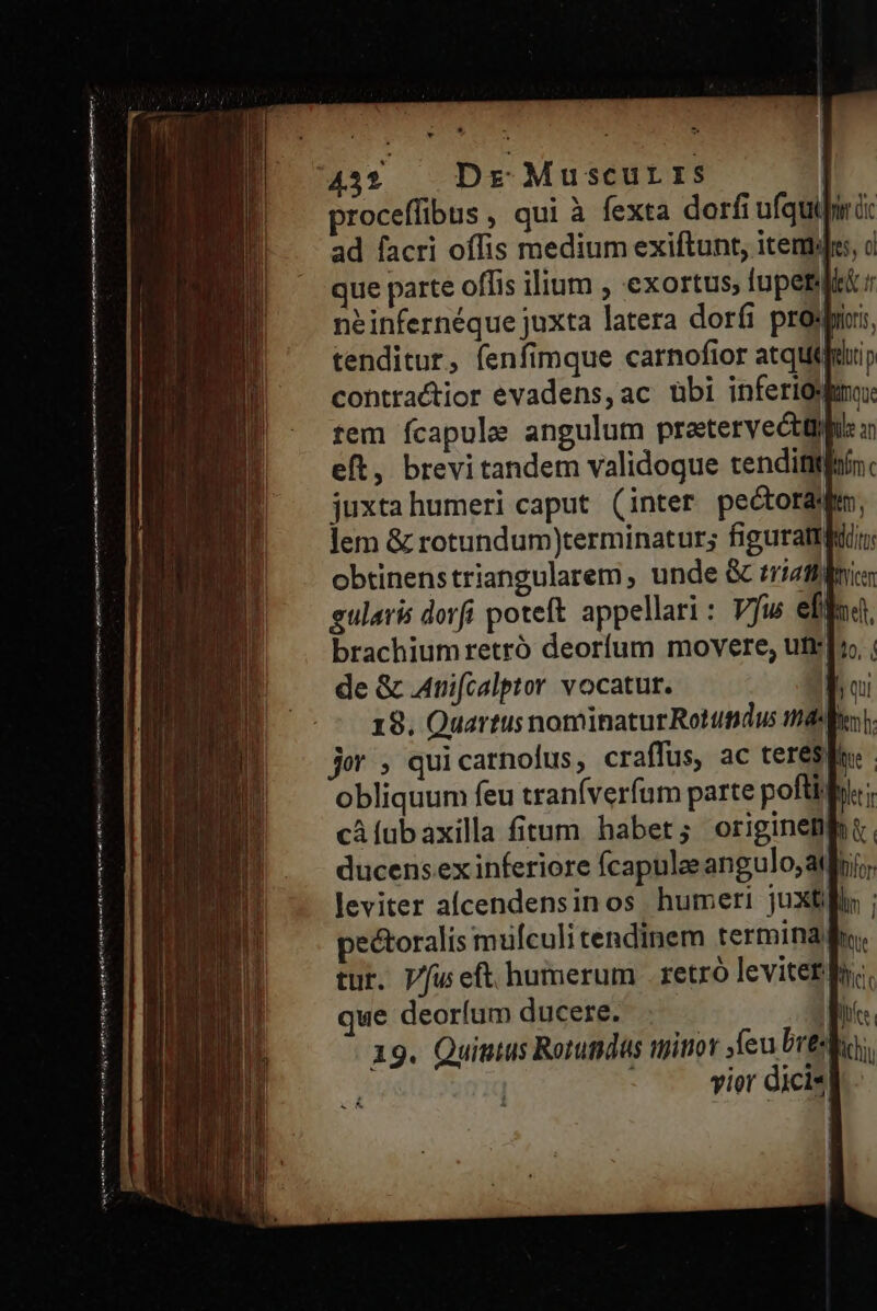n——————— d EC ER OR [cient dl t ilt Te v N Ac obe tg ot orti gie em th nima aiti - proceffibus , qui à fexta dorfi ufquiliri: ad facri offis medium exiftunt, items, que parte offis ilium , exortus; tupetti; neinfernéque juxta latera dorfi pros, tenditur, fenfimque carnofior atqui contractior evadens,ac übi inferioWmo: tem Ícapule angulum pratervectühi un eft, brevi tandem validoque tendititfrín. juxtahumeri caput (inter peéctoraqm, lem &amp; rotundum terminatur; figuratifüi obtinenstriangularem , unde &amp; trizflfinie gularis dorfi poteft appellari: Vfws eid, brachium retró deorum movere, utr]»» , de &amp; Anifcalptor vocatur. 18. Quartus nominaturRotutdus md. jor, quicarnolus, craffus, ac teres obliquum feu traníverfum parte poflit cifubaxilla fitum habet; originem ducens ex inferiore fcapulee angulo; at leviter acendensinos humeri juxti] pe&amp;toralis mufculi cendinem termina lb tur. Vu eft. humerum . retró leviter. we deorfum ducere. | 19. Quintus Rotutidüs nitor feu bres] | vier dicis |