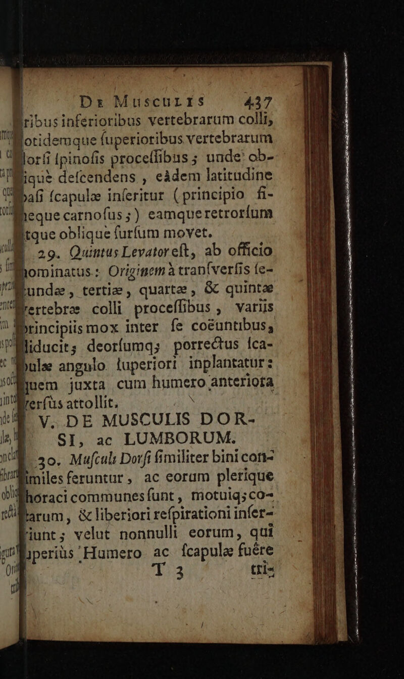 ross inferioribus vertebrarum colli, 'Motidemque fuperioribus vertebrarum lllorfi Ipinofis proceífibus ; unde: ob- Mique delcendens , eàdem latitudine TÉbafi (capule inferitur (principio fi- UMheque carnofus;) eamqueretroríum itque oblique furfum movet. E 29. Quintus Levatoreft, ab officio fhominatus - Origitiem à tran(verfis fe- Munda, tertia , quartae, & quintae VM, e rcebrae coli proceffibus , variis ? Bbrincipiis mox inter fe coéuntibus, TMiducit; deorfumq; porrectus Íca- Dalee angulo. luperiort inplantatur: uem juxta cum humero anteriofta Il lre v (ts attollit, N | i7 v. DE MUSCULIS DOR- lE SI, ac LUMBORUM. vl |.50. Muftuli Dorfi fimiliter bini con- iM ilesferuntur, ac eorum plerique horaci communesfunt , motuiq;co- tiarum, & liberiori refpirationi infer Hunt; velut nonnulli eorum, qui qn lperiüs Hauinero ac fcapulae fuére 0n T 3 tri- UN D I, TEL j| B. lu pr