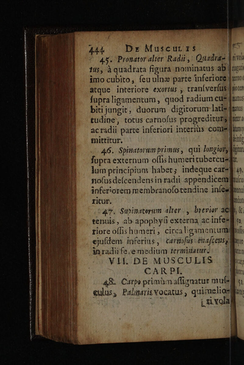 ' 48. Pronator alter Radii ,' Quadro dvo: 115, à quadrata figara nominatus ab furi imo cubito, íeuulnze parte inferiore furo: atque interiore exortus ;. tranlverftis f jotr fupraligamentum, quod radium cue [mus bitijungit, duorum digitoruar latis mas tudine, totus carnoíus progreditumg fnrrz acradii parte inferiori interius conie lum mittitur. ES on «5446. Spiatortm primus, qui longior, Ri fupra externam offis humeritubercued lum principium haber; indeque cat*| nofusdefcendens in radii appendiceaaguío infertoremmembranofotendine iníesgion: riur. 2 qum um. Supimatorum alter. , brevior acl tenuis , ab apophy(i externa ac infesli riore offis hameri, circa ligamentum: il ejufdem inferius, cartifus enafcensu lu in radii fe, e medium termigaturs 0M VIE DE MUSCULIS Is ^ CARPE I^ 48. Carpo primmaffignatur mufs gs «ulus, Palris vocatus , quimeliosla: AMEN ; xi volaj mE -—* LI 49.