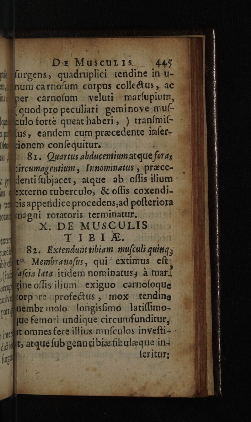 | Dx Muscuris | 445 uifurgens ; quadruplici tefdine in u- üflinum carnofum corpus colle&us, ac 1M is| per carnofum - veluti marfupivm, — IM E quod:pro peculiari geminove muf- ruloforte queat haberi, ) tranfmif- udflus, eandem cum praecedente infer- ifitionem confequitur. ! ln 5 81. Quartus abducenium atque forag Brircumagentitm ,- Innoiminatus , praece- | dentifubjacet, atque ab offis ilium y externo tuberculo, & oífis coxendi- tels apperidice procedens;ad pofteriora wuf)ynagni rotatoris terminatur. | 2X. DE MUSCULIS exu TIBI X. | wl S2. Extendumtibiam mufculi quinta. Wd? Membratiofus, qui^ extimus | eft: (inffafeia lata. itidem nominatus, à mari acci rine offis ilium exiguo carnofoque ji diorpore «profectus ,: mox ' tendine apmembr nolo: longisfimo latifftmo- jue femori undique circumfunditur, «Mit omnes fere illius mufculos invefti- - dt; atque fub genui bizfibuleque in« L| | feritur; LU if üd nm Man ome