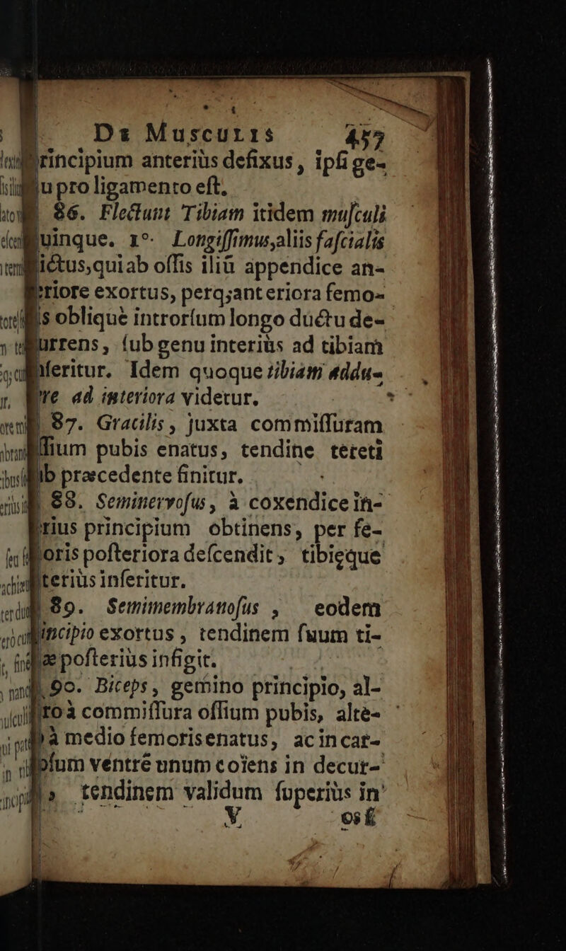 | B. — Ds Muscurrs 455 «illrincipium anteriüs defixus, ipfi ge- iifu pro ligamento eft. m is. Flectunt Tibiam iidem smujculi dm uinque. z^. Longiffimus;aliis fafcialis eil tiétusquiab offis ilià appendice an- tiore exortus, perq;anteriora femo- is oblique introríum longo düctu de- lurrens, (ub genu interiüs ad tibiam hferitur. Idem quoque zibiatr 4ddu- We ad interiora videtur. li | 87. Gracilis, juxta commiíTuram Ilium pubis enatus, tendine tereti Ib praecedente finitur. | 68. Seminervofu, à coxendiceih- prius principium | obtinens, per fe- T joris pofteriora defcendit, tibieque .dibiterius infertur. qua S9. Semimembratofus , — eodem «jalfiiCipio exortus , tendinem fuum ti- . fiae pofterius infigit. andi. 9o- Biceps, gerbino principio, al- m E. commiflura offium pubis, alte- MU is medio femoris enatus, acincar- ; ipium ventre unum coiens in decut- sls. tendinem validum fuperius in' EC Y os£ (ctt » it qd Ir üt t 1onan bol Ans) -— -— SE ^ zy - nis P» nes za e — x -— - z — -—- - T— Fs  ——————À'Á'Á (D: oet tea was de ie rj aem ceste taie a ——— A A ei d )